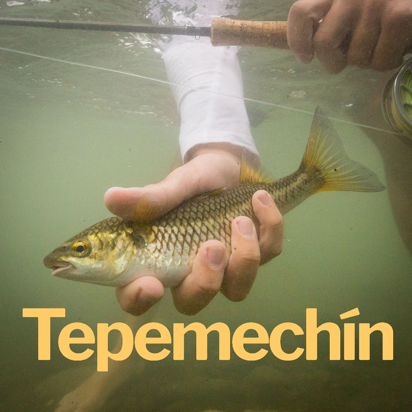 Tepemechín.jpg