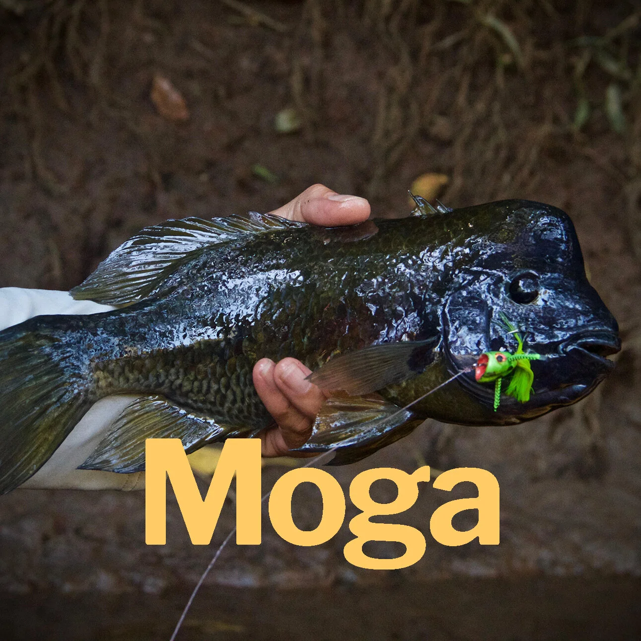 Moga.jpg