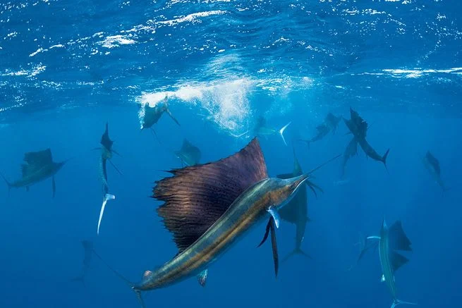 Photo from Marlin Magazine