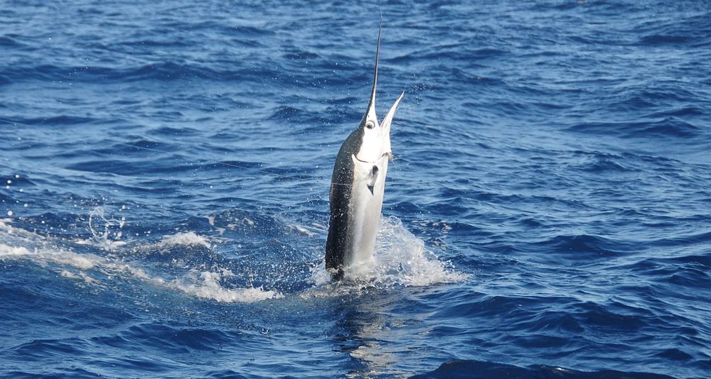 white marlin2.jpg