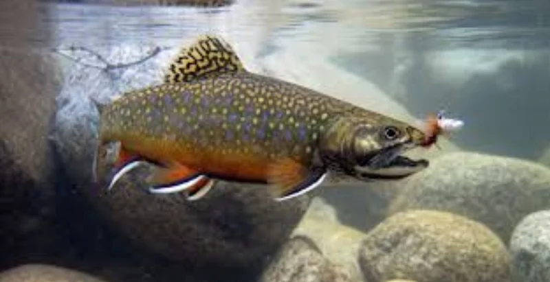 brook trout 2.jpg