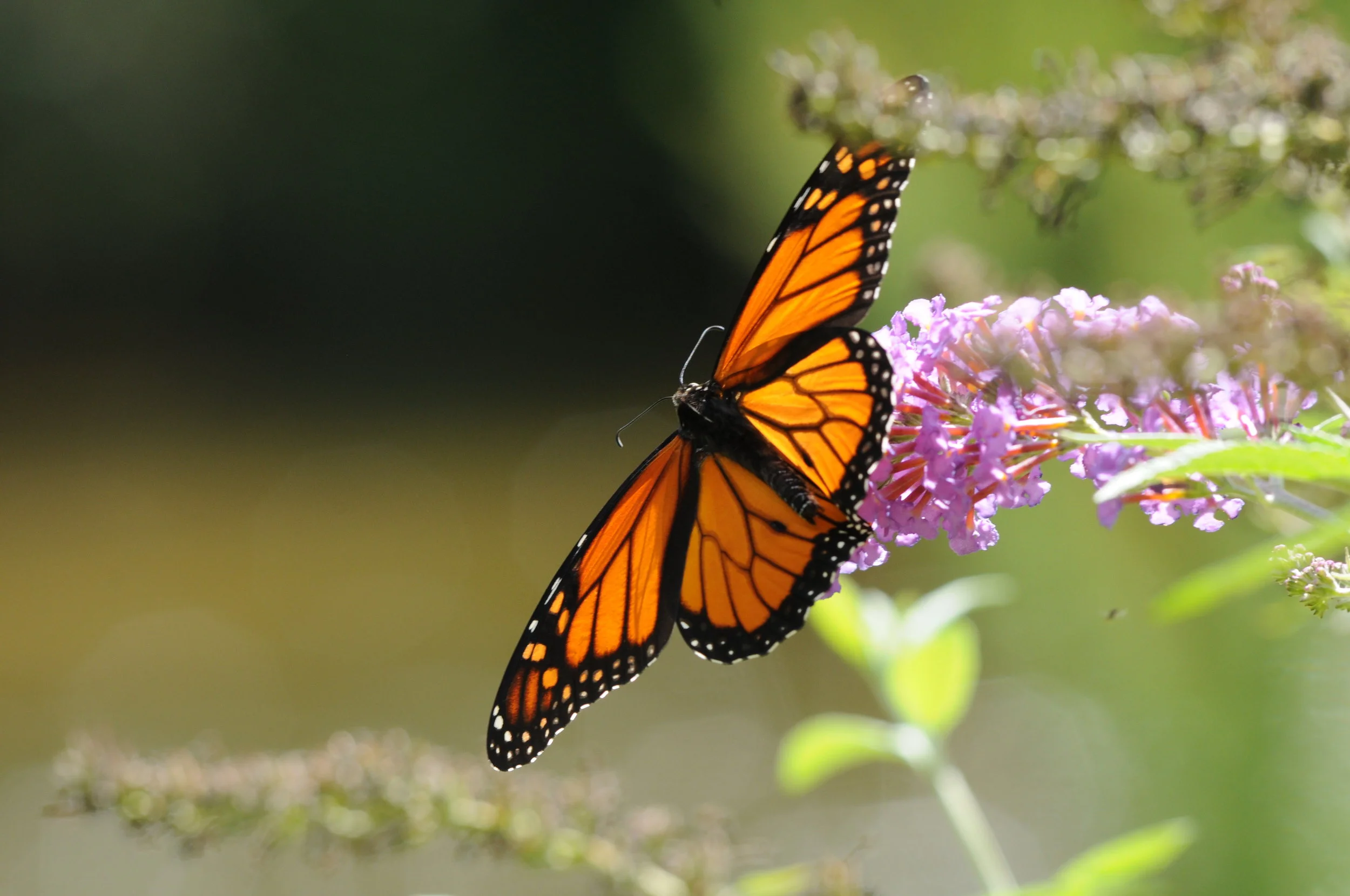 Butterfly on the Boardman.JPG