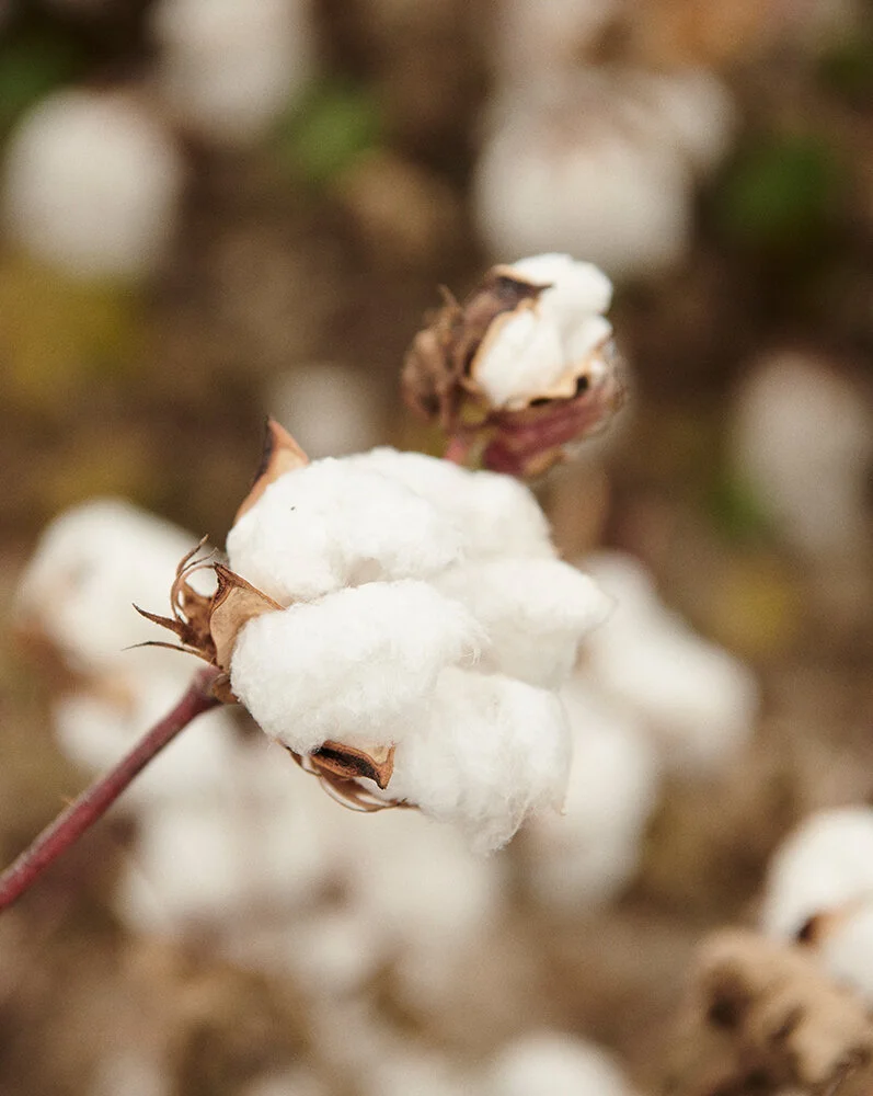 Regenerative Cotton