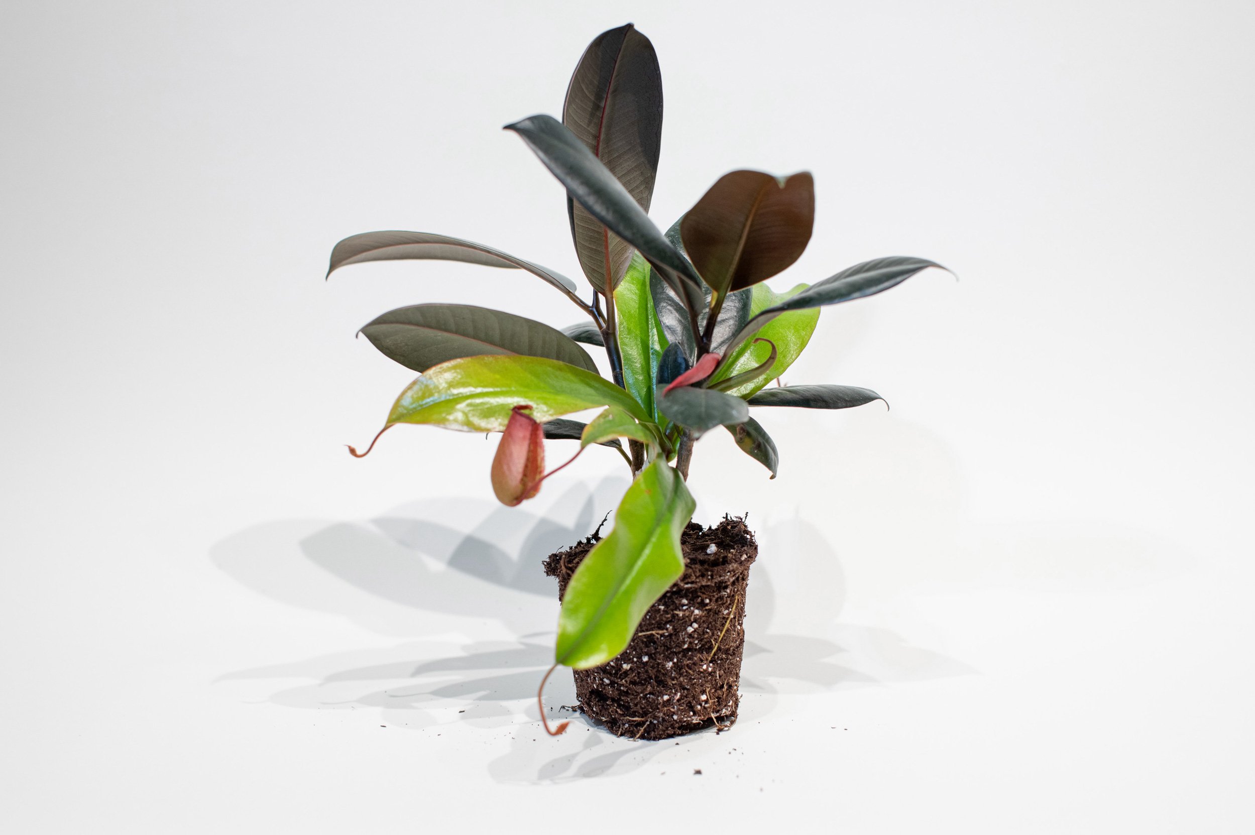   A Swallowing  (2019) Nepenthes alata Scion and Ficus elastica Rootstock, Non-Viable 13” x 11” 