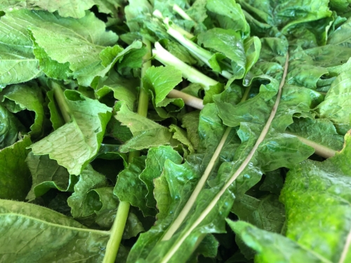 According to MedicalNewsToday , the health benefits of turnip greens include providing one of the highest calcium contents per gram of any fruit or vegetable.