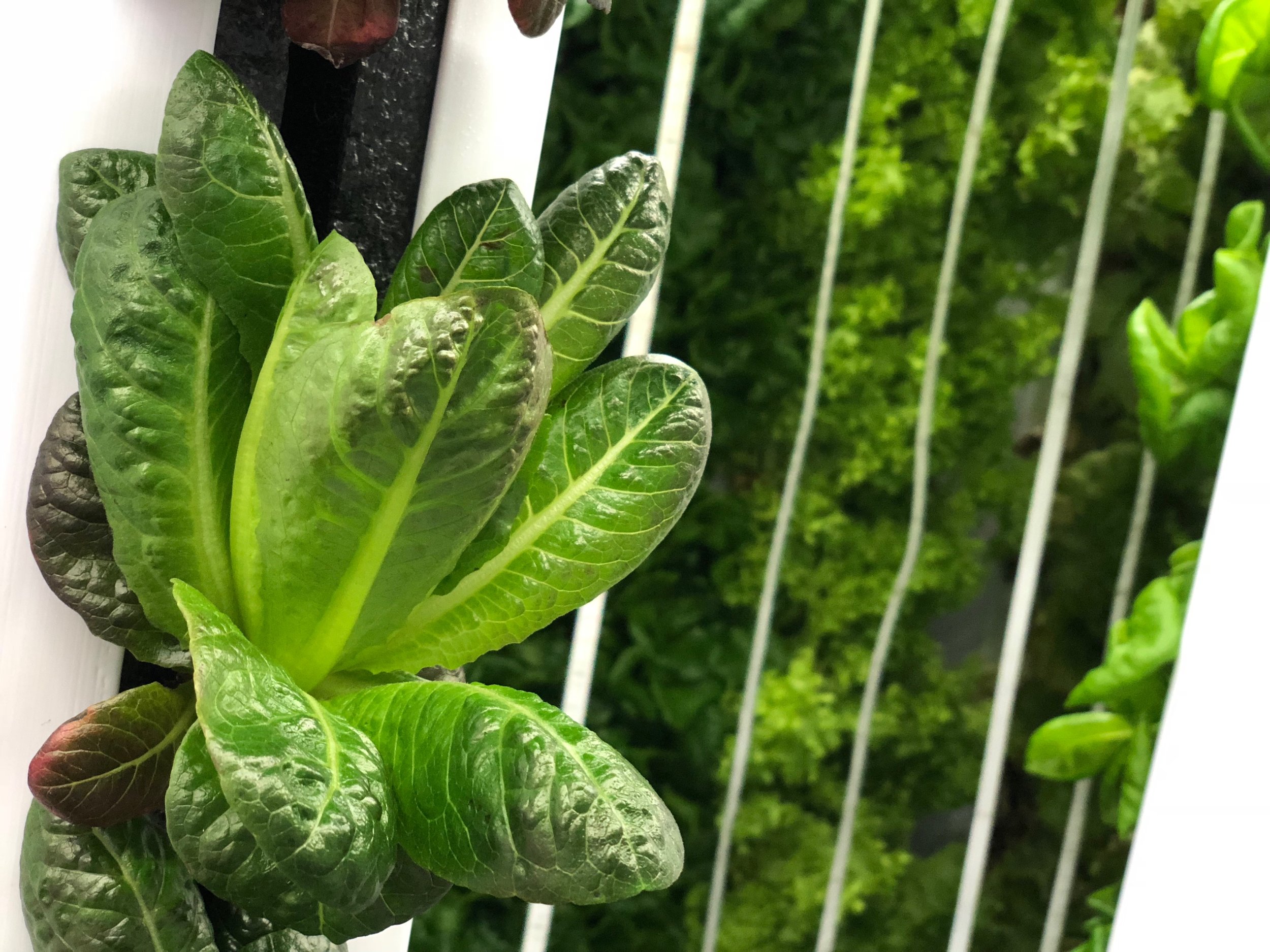 The Rally House container farm grows two acres of a variety of lettuce.