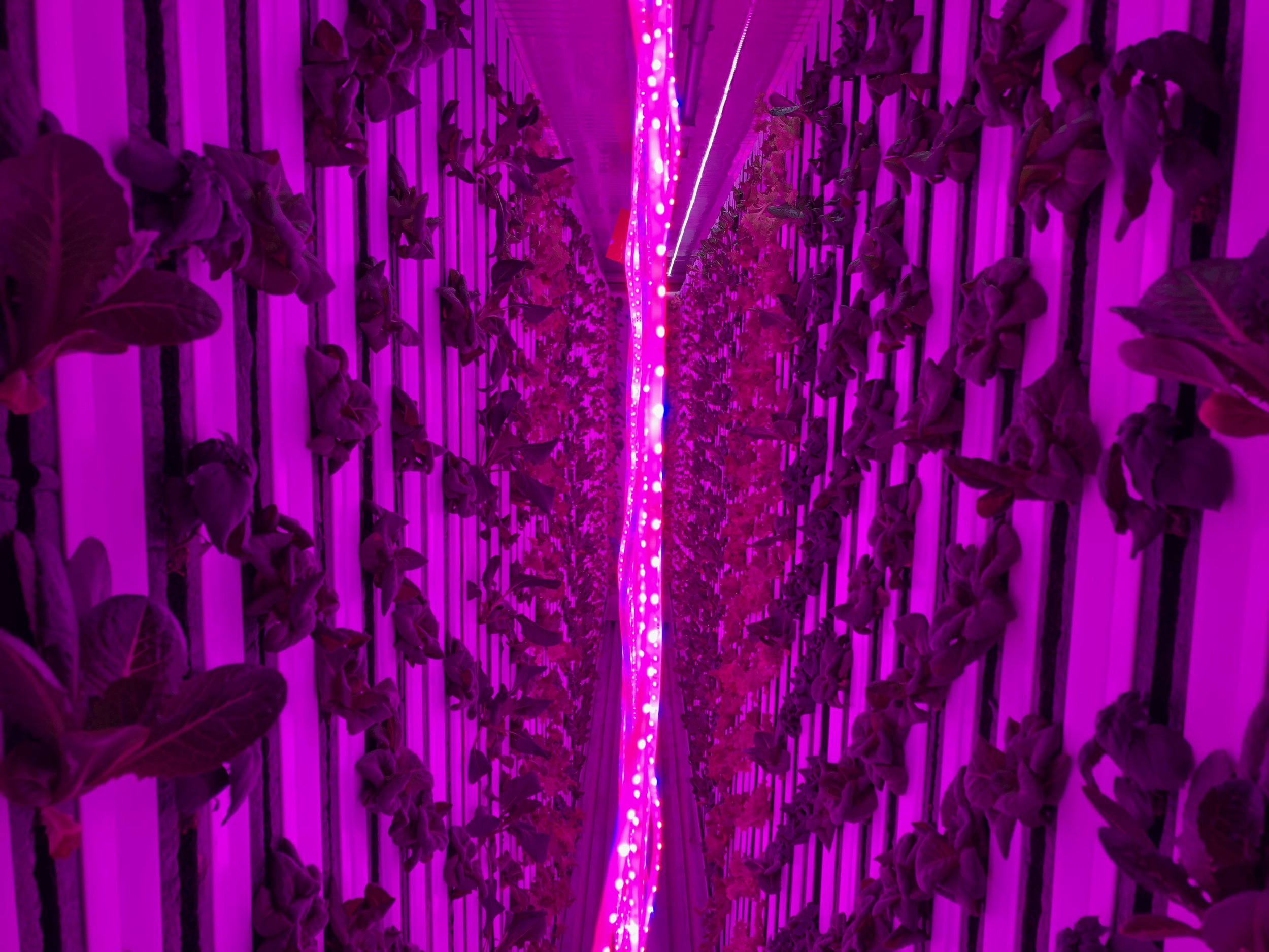 The environment inside the Rally House container farm is computer controlled to create an optimal environment and peak efficiency.
