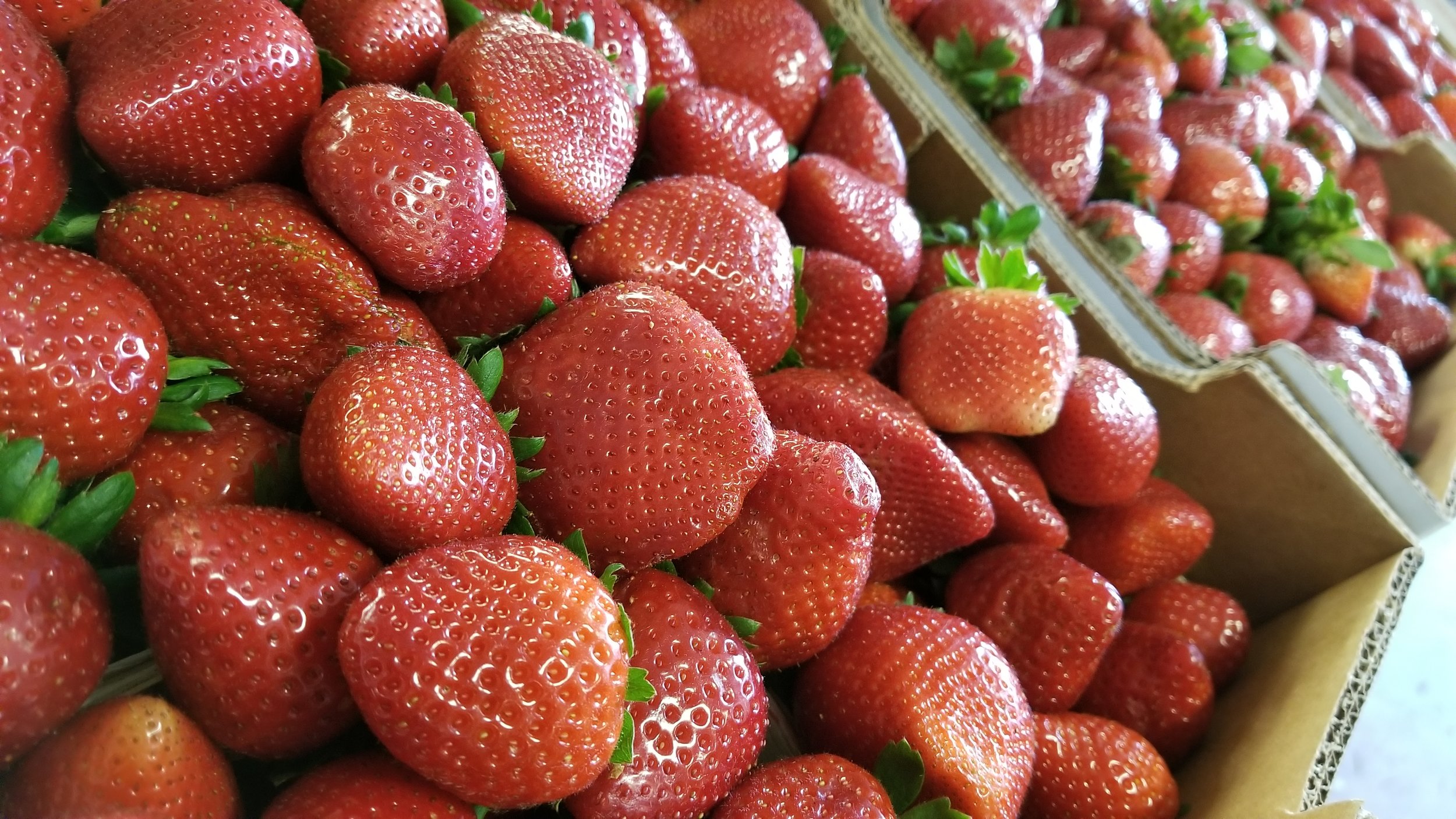 So many strawberries at the Strawberry Festival in Plant City, Florida