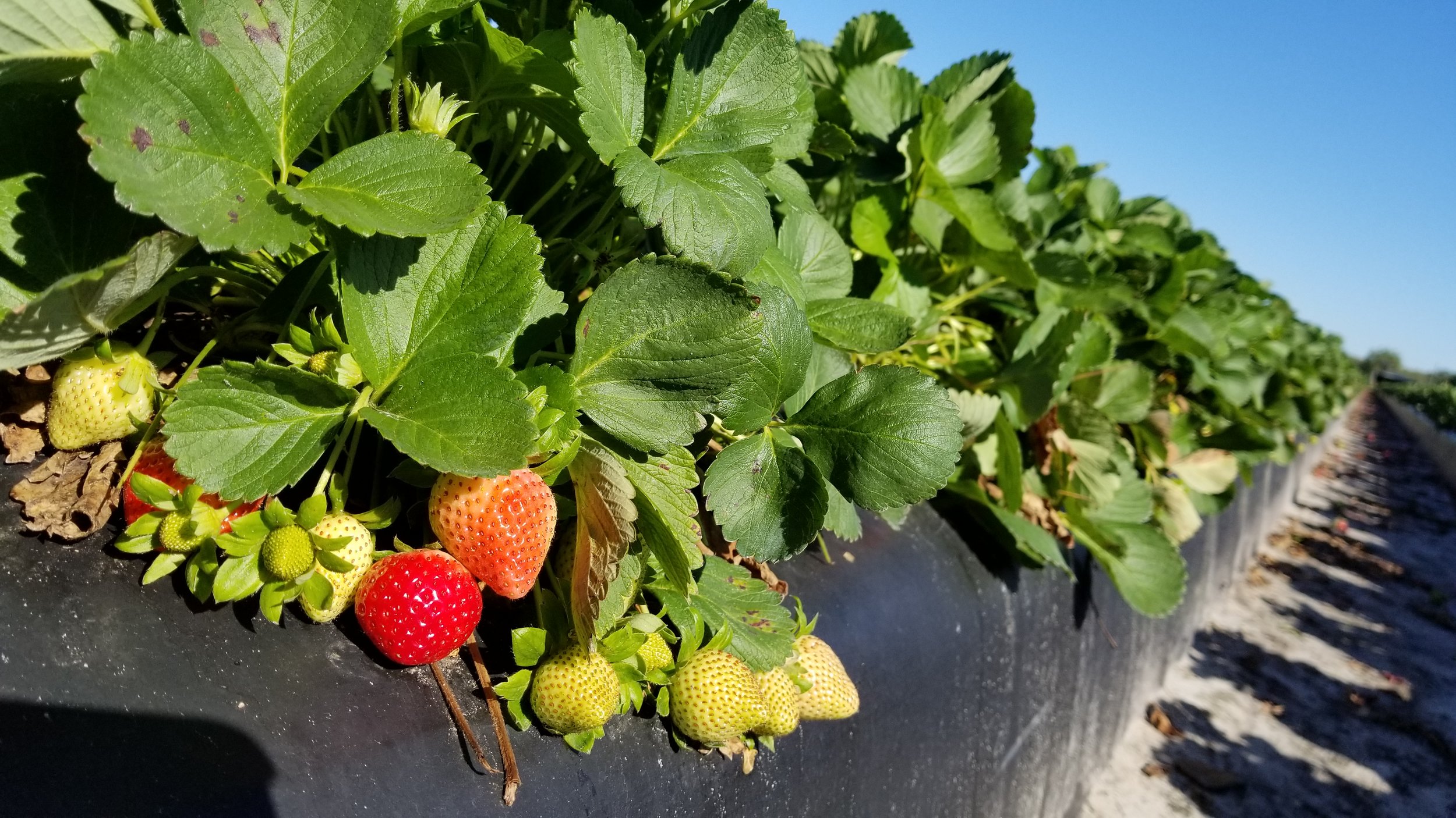 Fancy Farm strawberries in Plant City, Florida