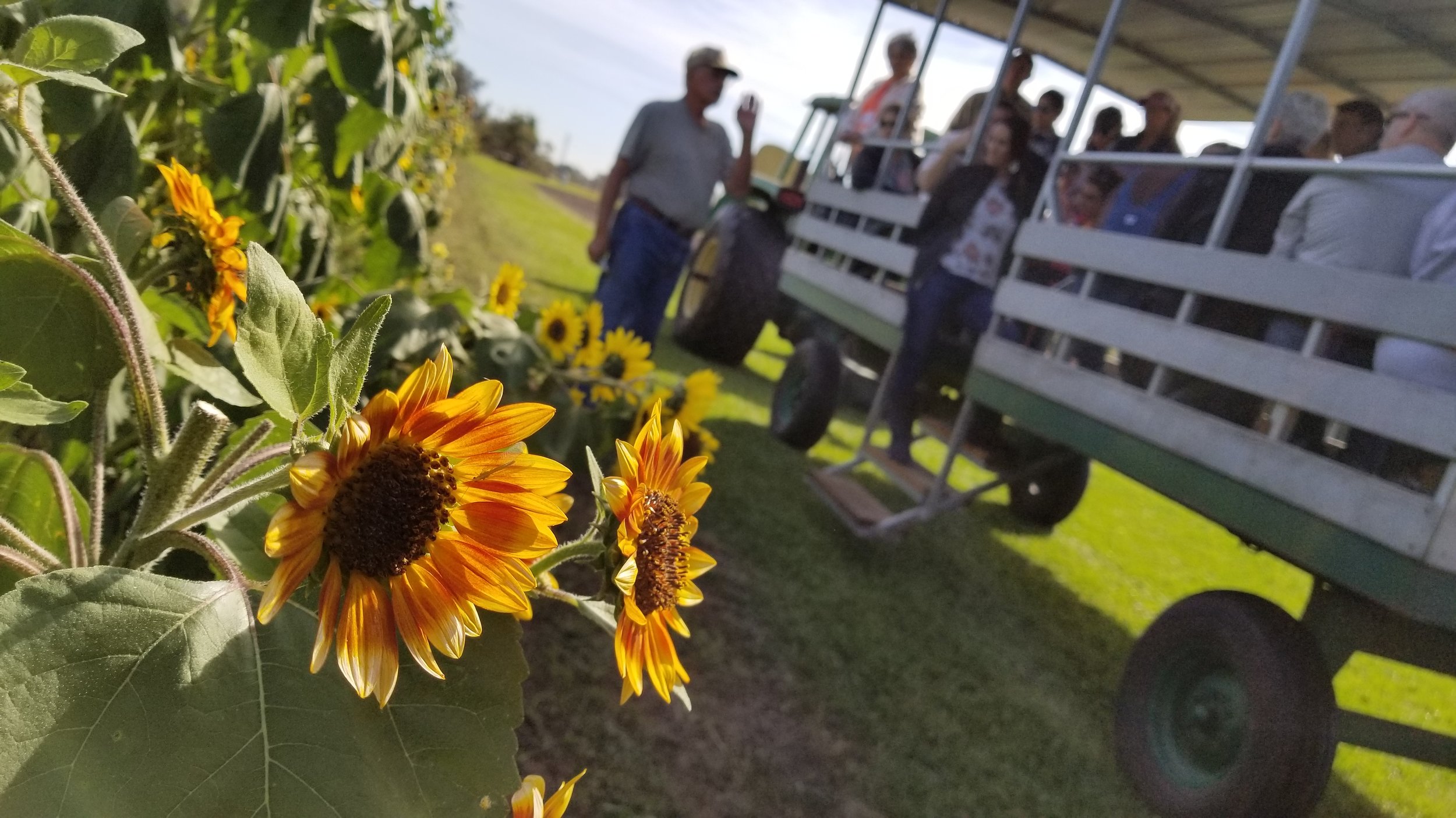 Stanley Pond Adventure Farm in Astatula, Florida is a U-pick sunflower farm