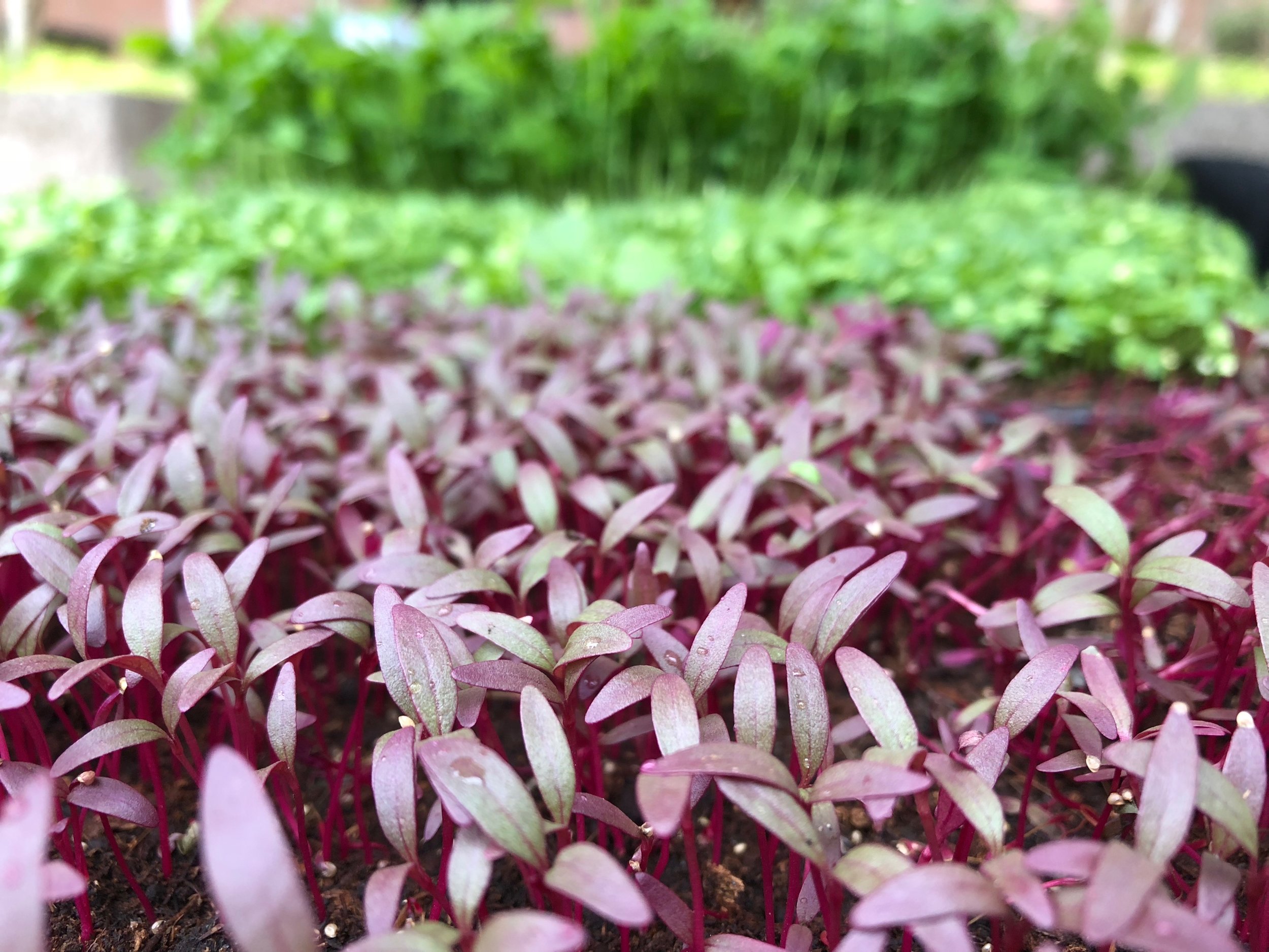 Bass Farms offers some 40 varieties of microgreens.