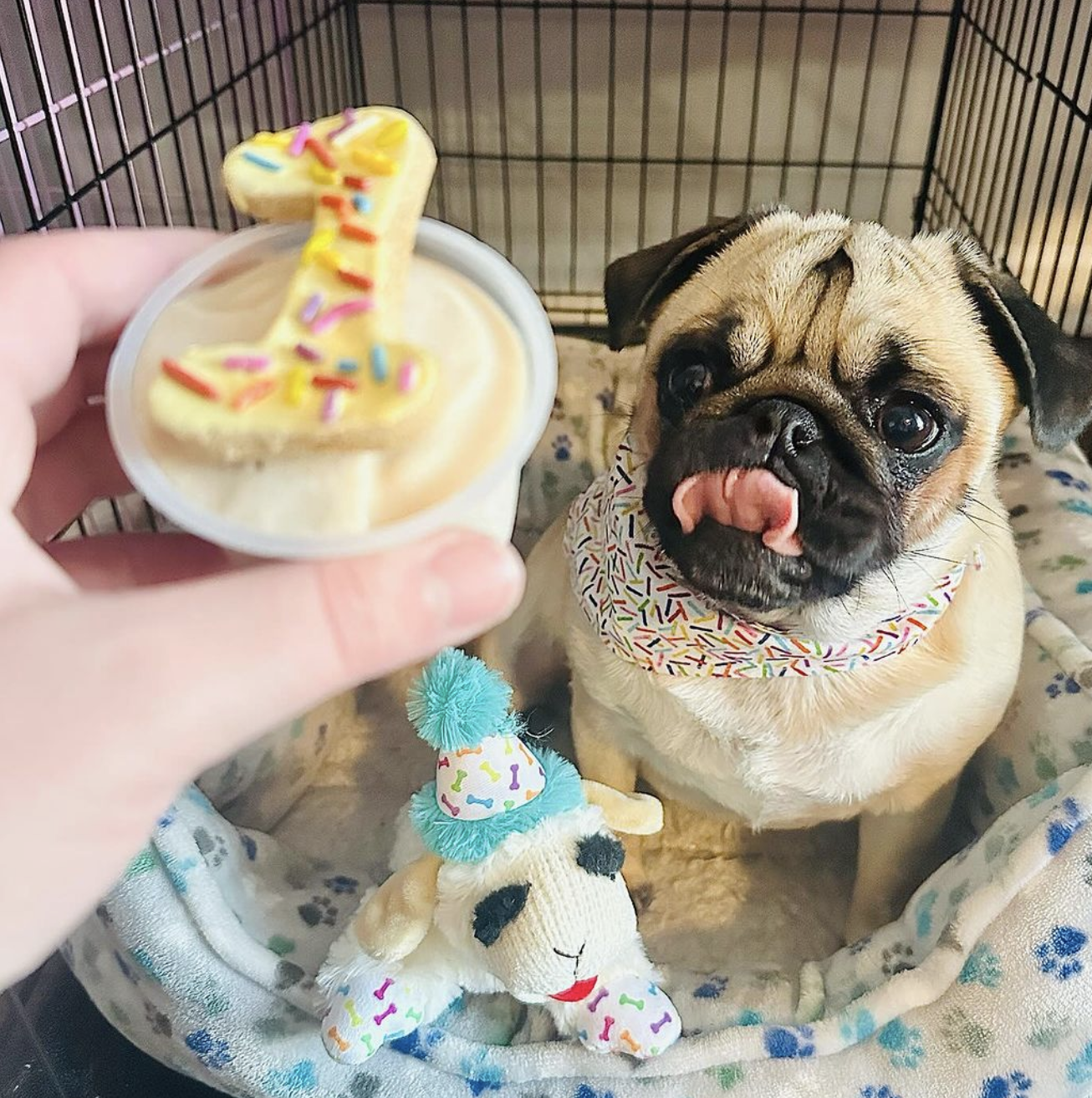 THE PASTRY PUG