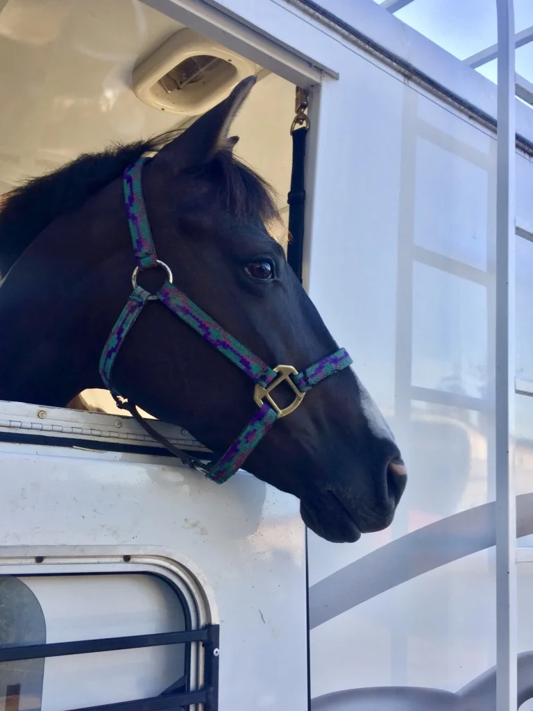 Trailering to show.jpg