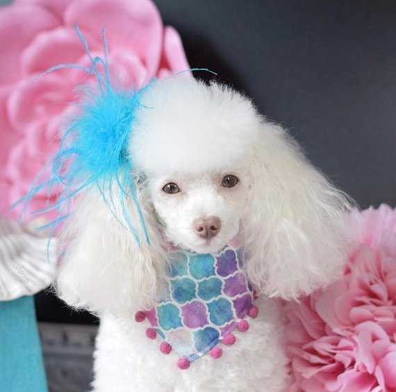 MERMAID POMS FANCY.jpg
