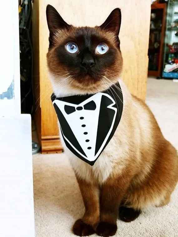 tuxedo.jpg