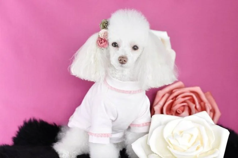 fancy blush shirt.jpg