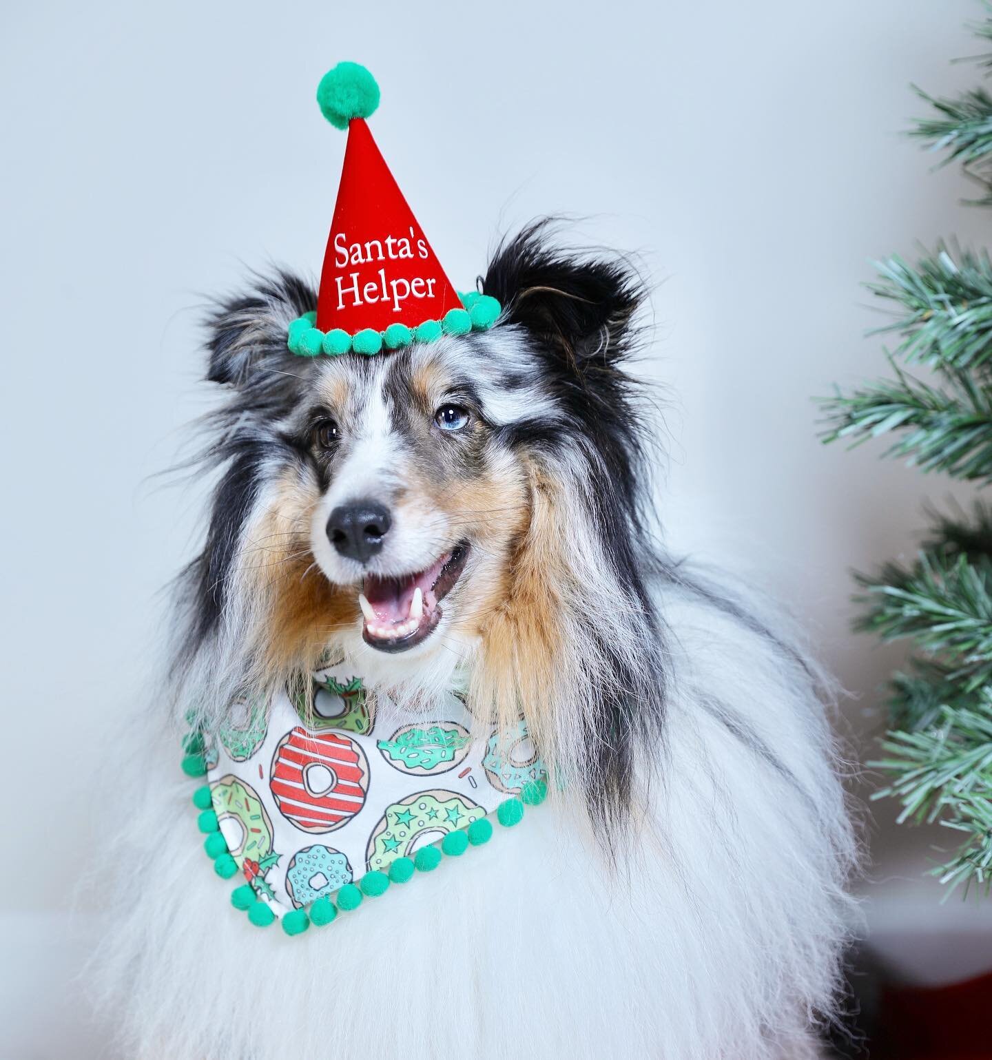 🎄Someone&rsquo;s been busy helping Santa! 🎅 Hurry and gets your paws on some of our cute Bandanas, Tees, and Accessories before they are gone! Holiday Collection Available until 12/11 🦊