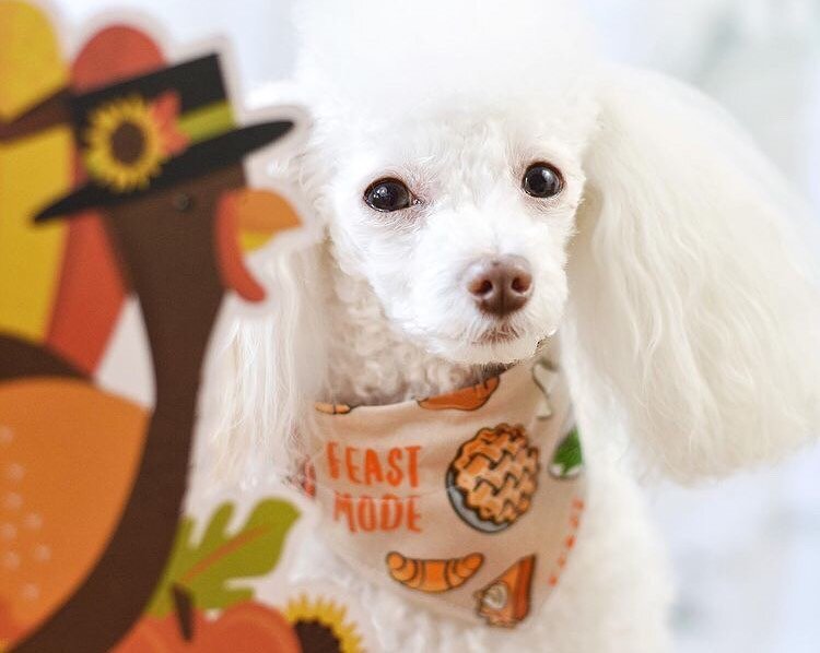 Feast Mode level= expert 🦃 Get ready to gobble til you wobble!! 🍗😋 Happy Thanksgiving everypawdy! 
@lovefancypaws 
🧡
🦊 FoxNamedTodd.com