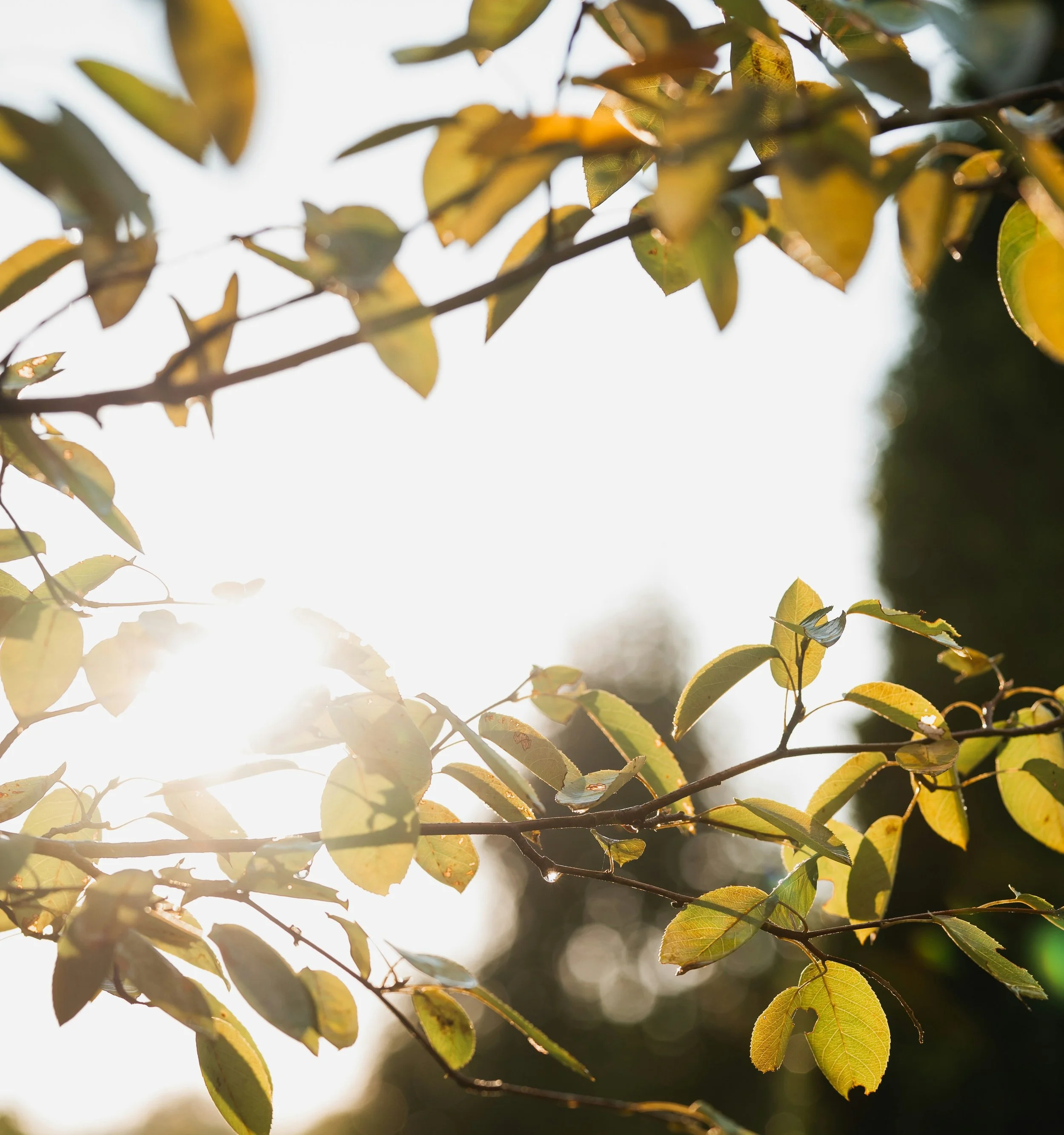 Why ERP Is the Gold-Standard Treatment for OCD