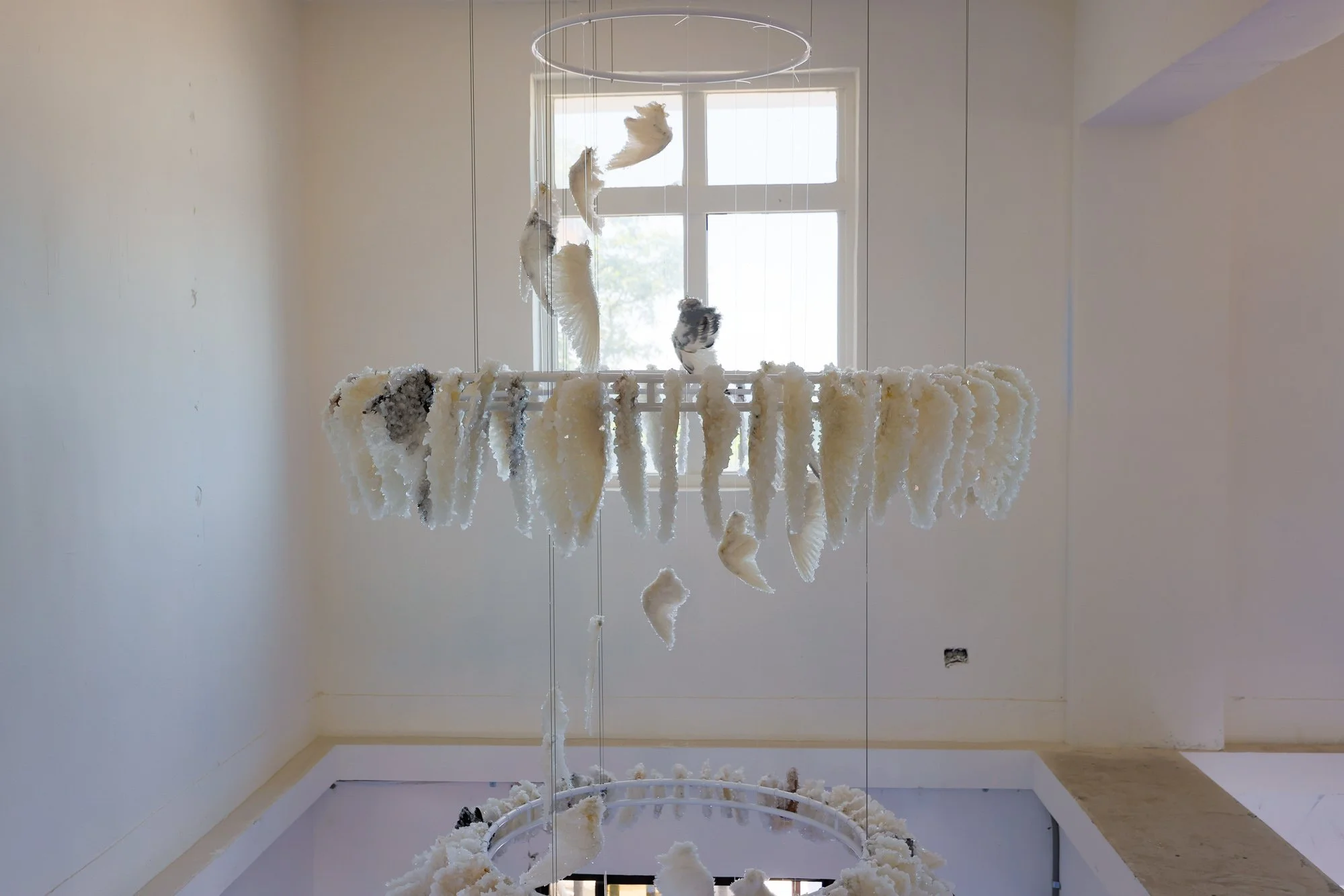 Murmuration_sml (1 of 9).JPG