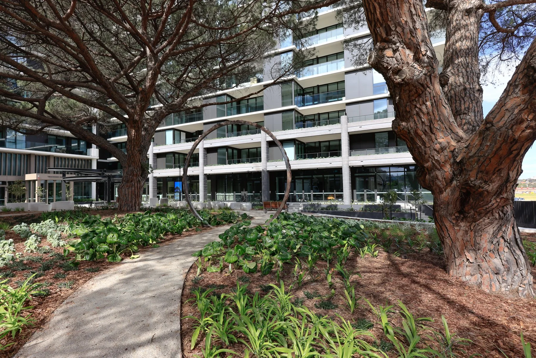 Pineal Arc_sml-1.JPG