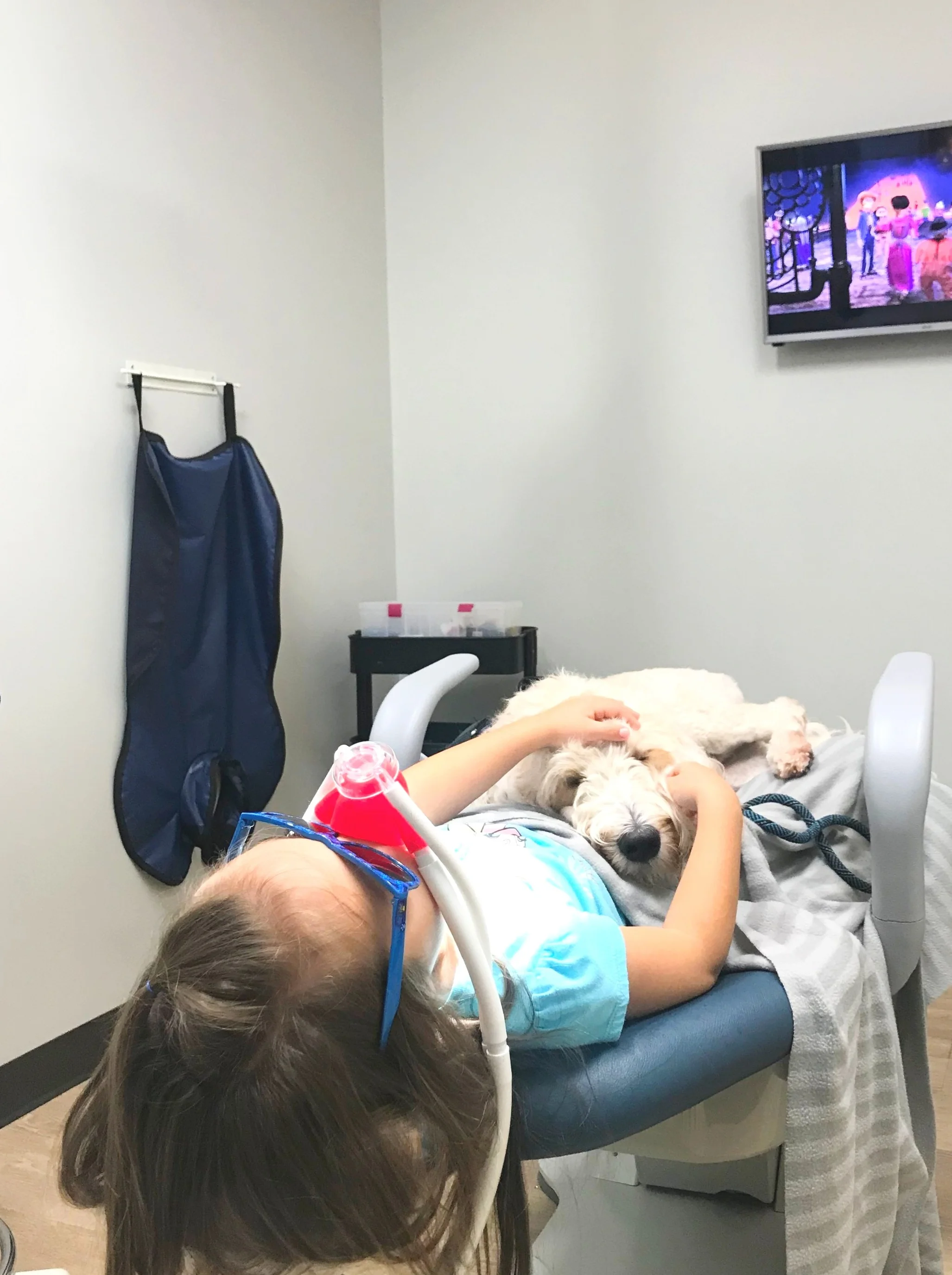 Our therapy dog laying on a patient