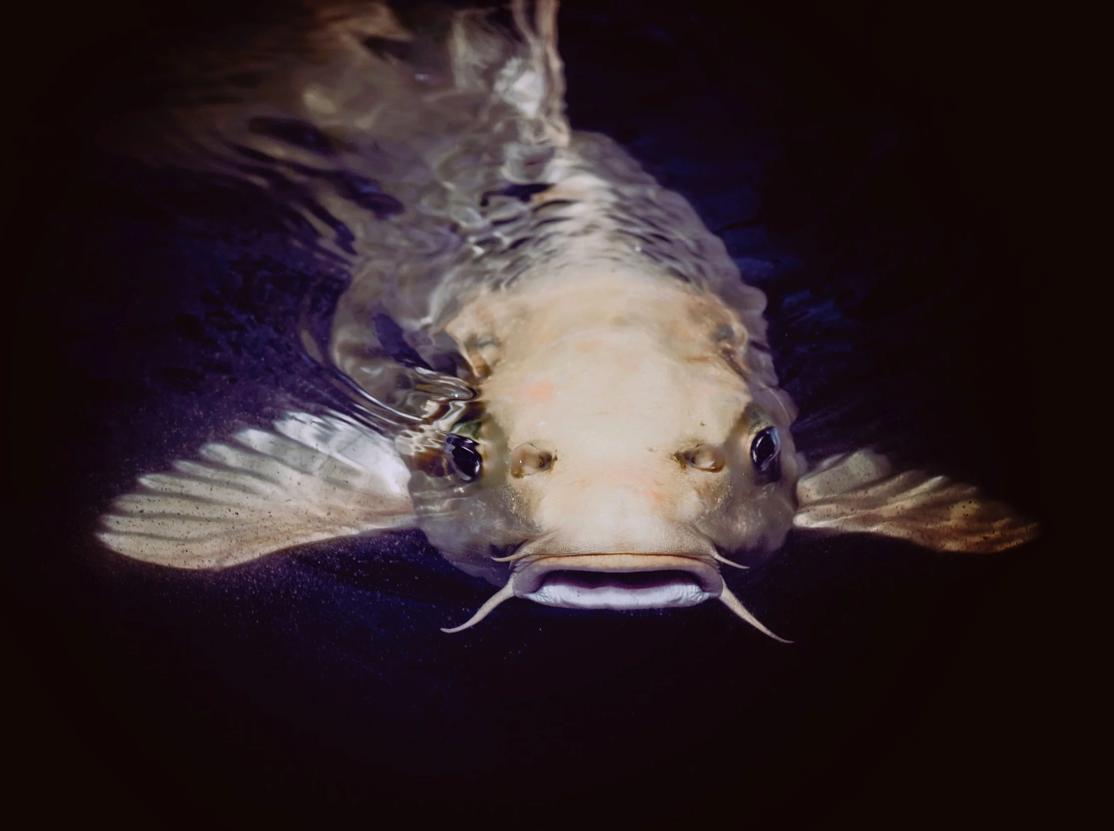 fish ghosts.jpg