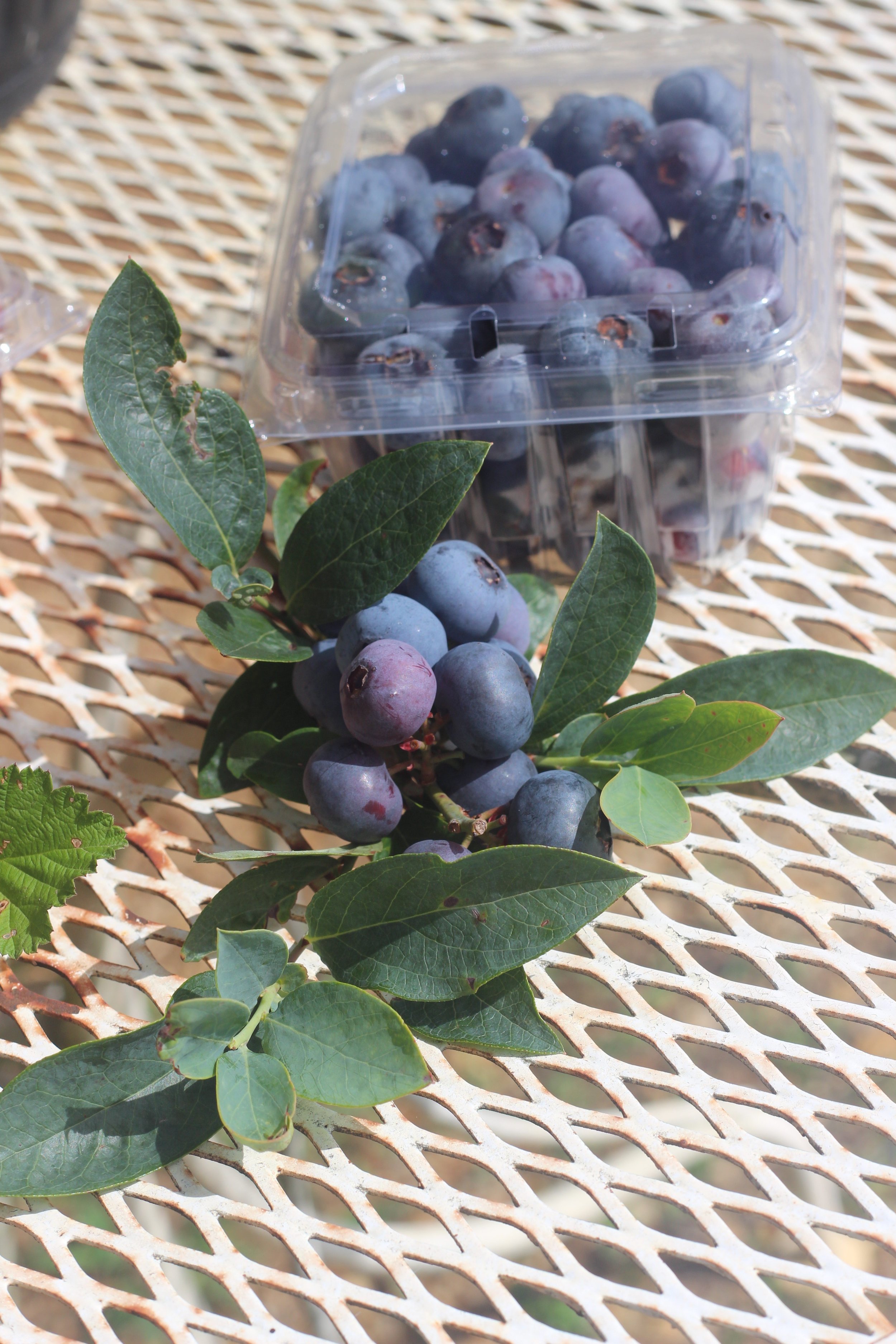Blueberries | Pint clamshell $7 