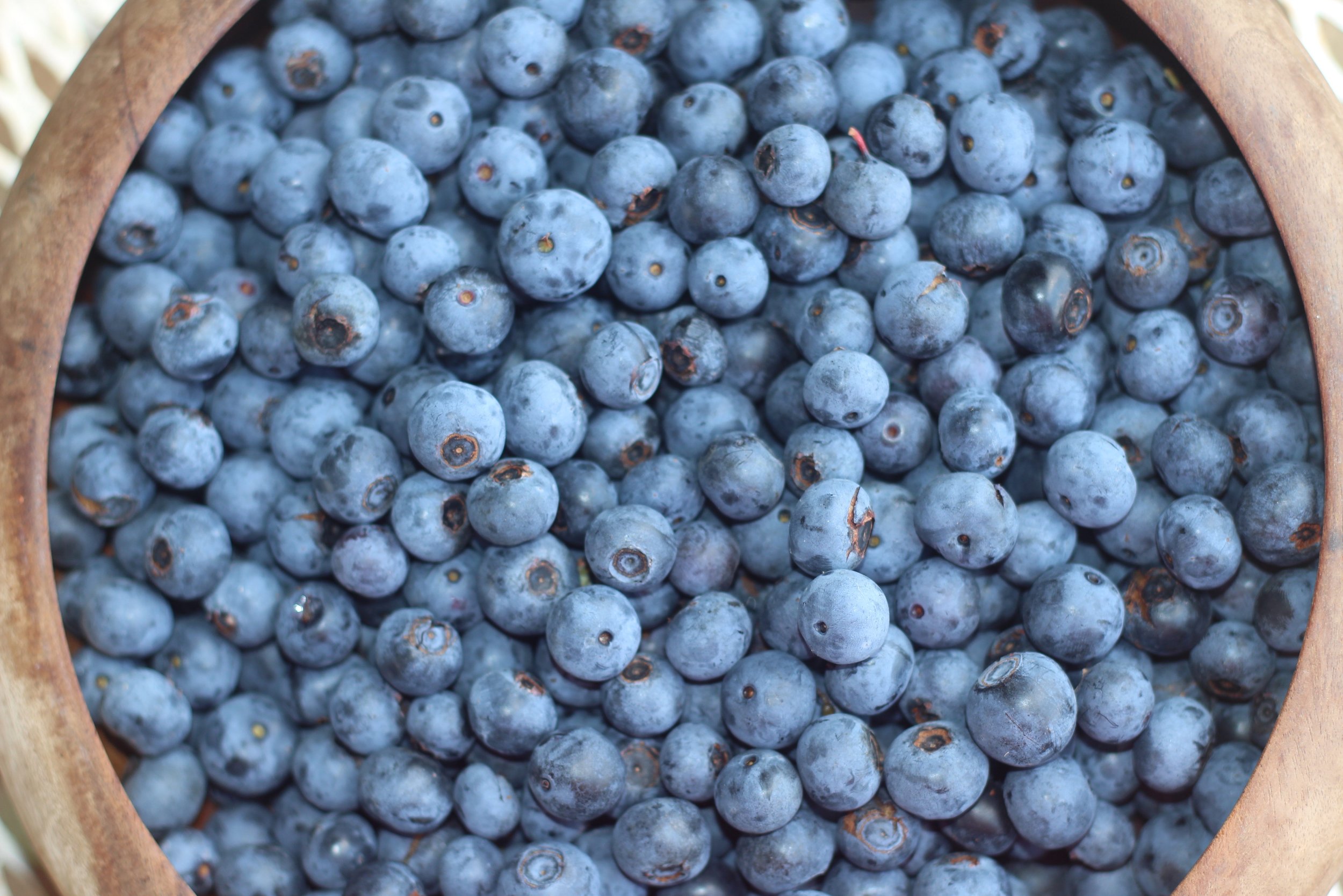 Blueberries | Gallon (2 clamshells) $35