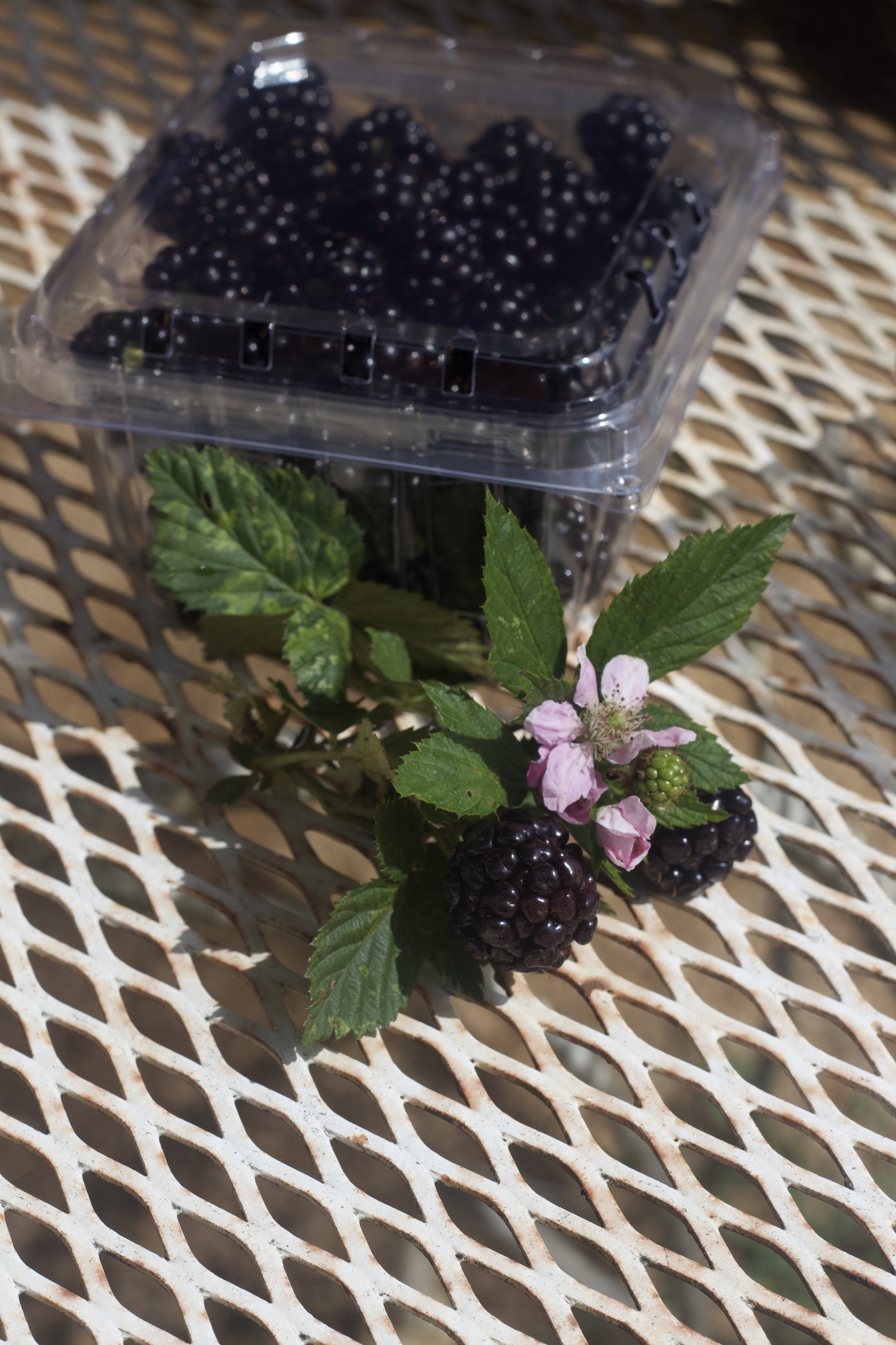 Blackberries | Pint clamshell $7 