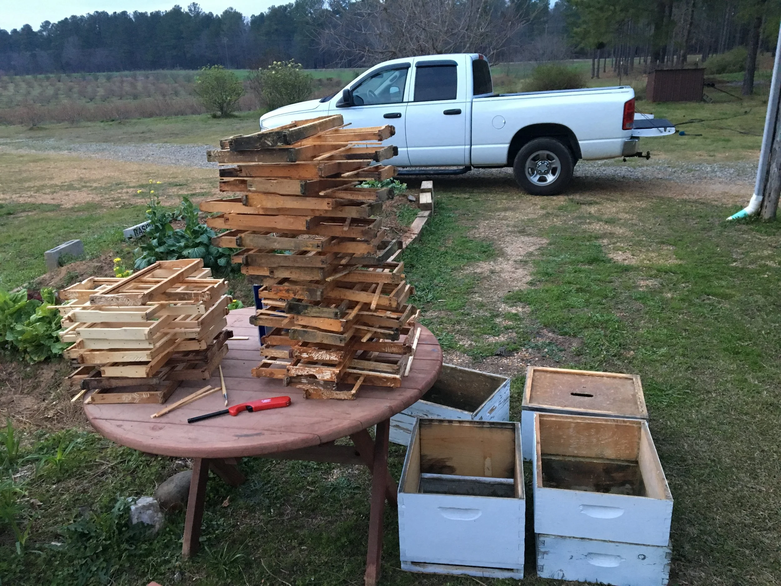 Protecting our bees