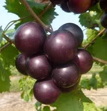 Laura Pallas - muscadine-source-brilliantnutrition.jpg