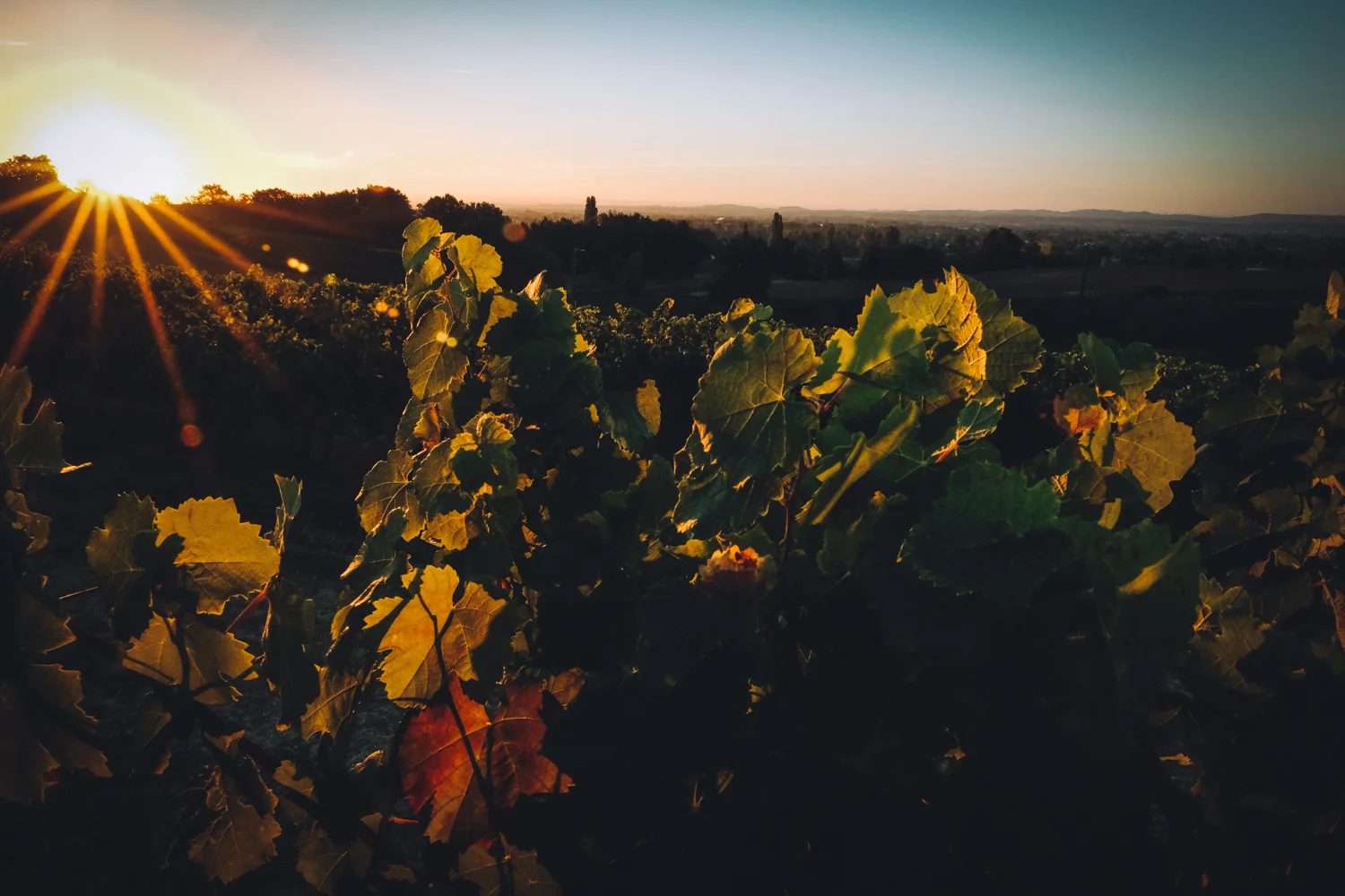 domaine-bio-gaillac1.jpg