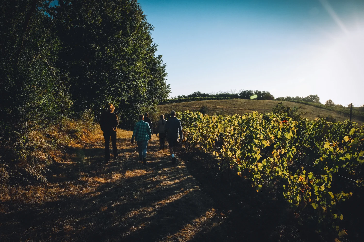 balade-vigne-bio-gaillac.jpg