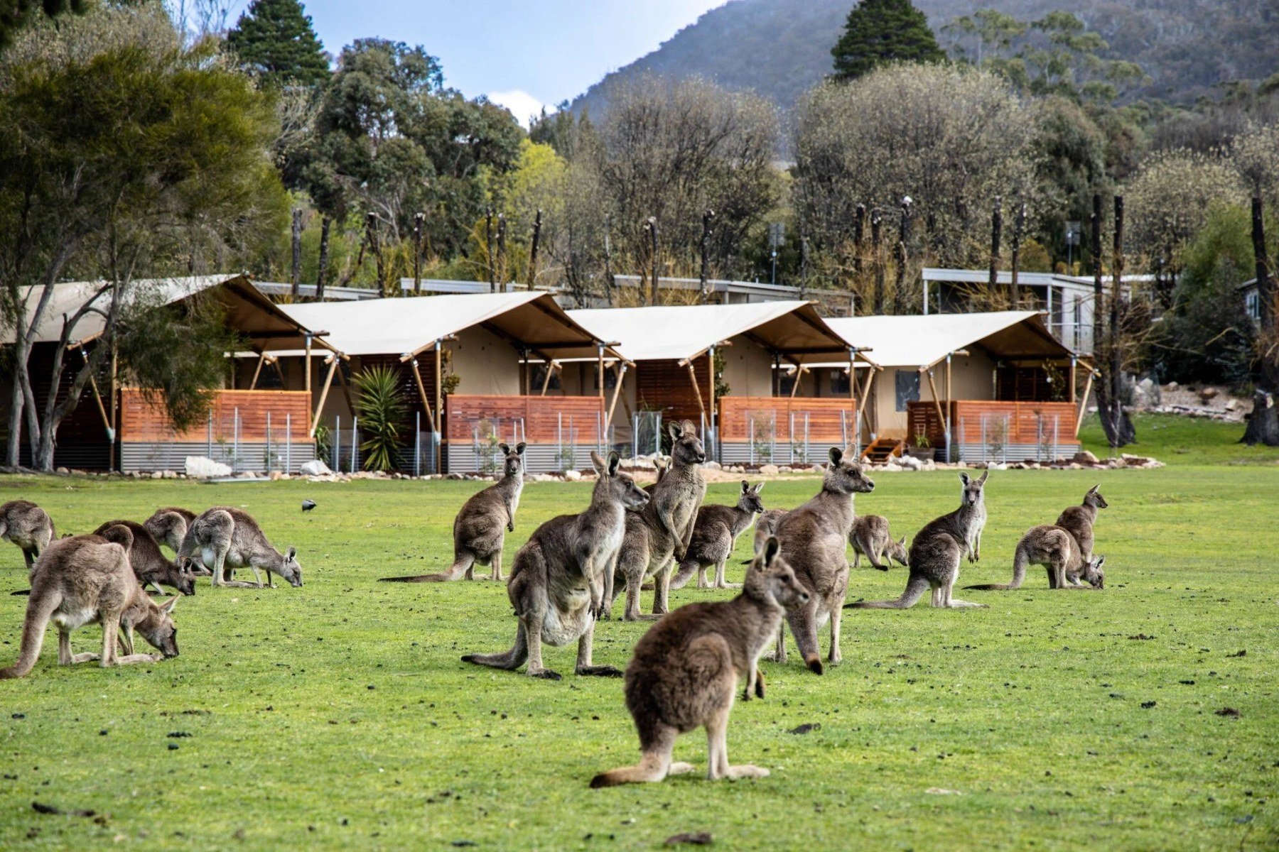 Glamping as an experience: what makes guests book and come back