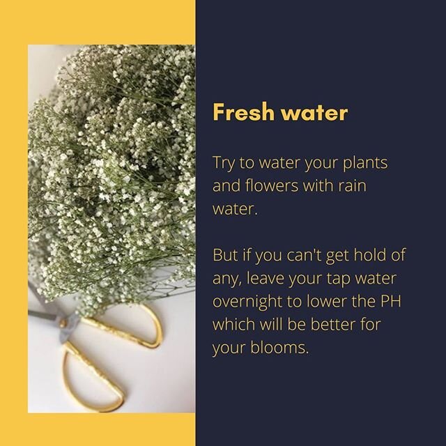 Try to water your plants and flowers with fresh water, if not available leave your water overnight to lower the PH levels... @jasminkiriflowers 
#flowers #flowersofinstagram #flowerarrangement #floristry #plants #plantsofinstagram #houseplant