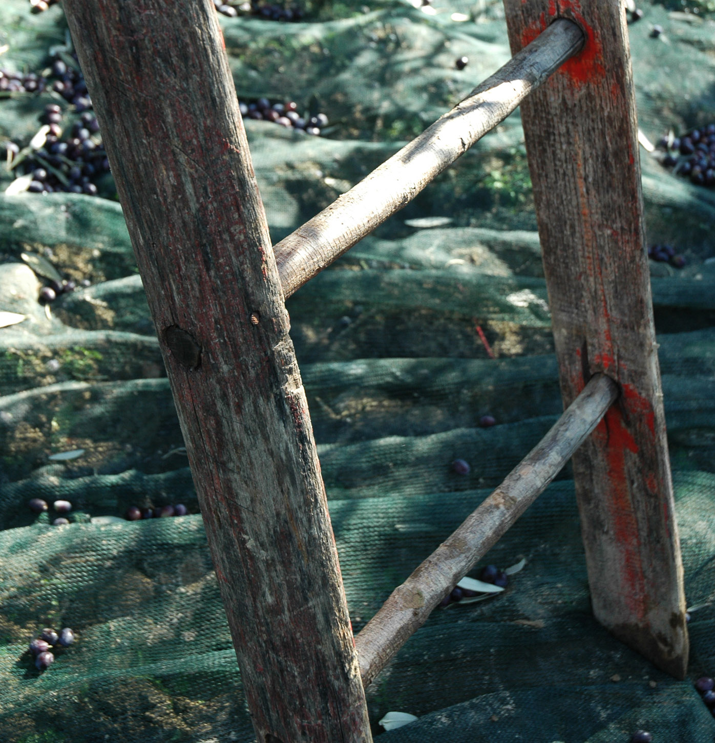 ladder-sq.jpg