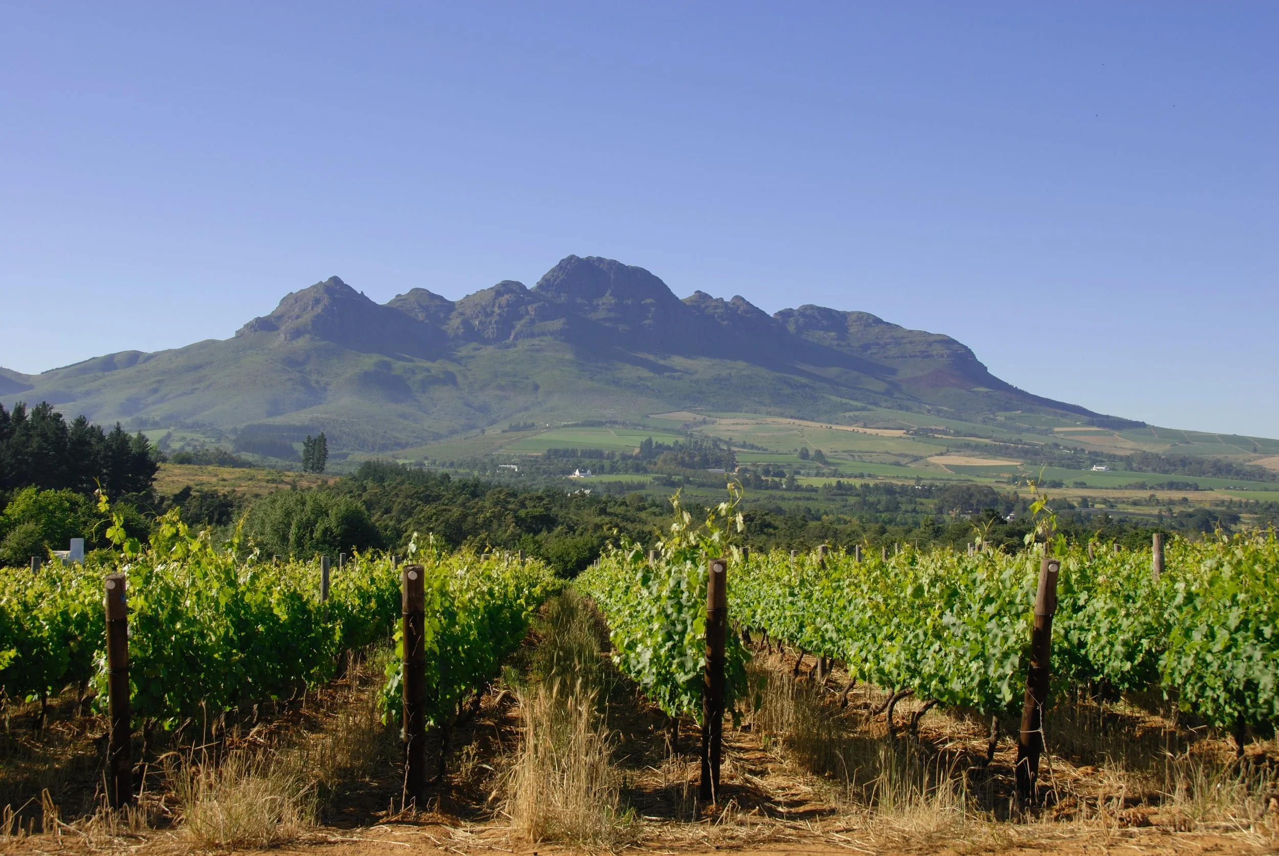 Mulderbosch Chooses Nimbility To Champion Chenin Blanc In Asia