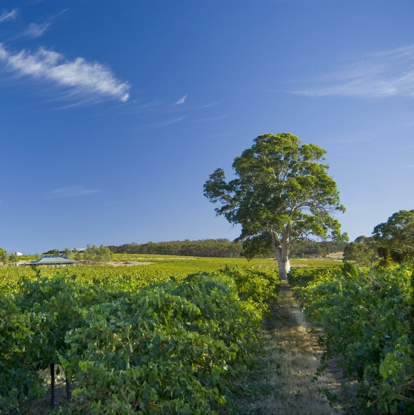 Grenache Specialist Willunga 100 Ripe for Asia Expansion 