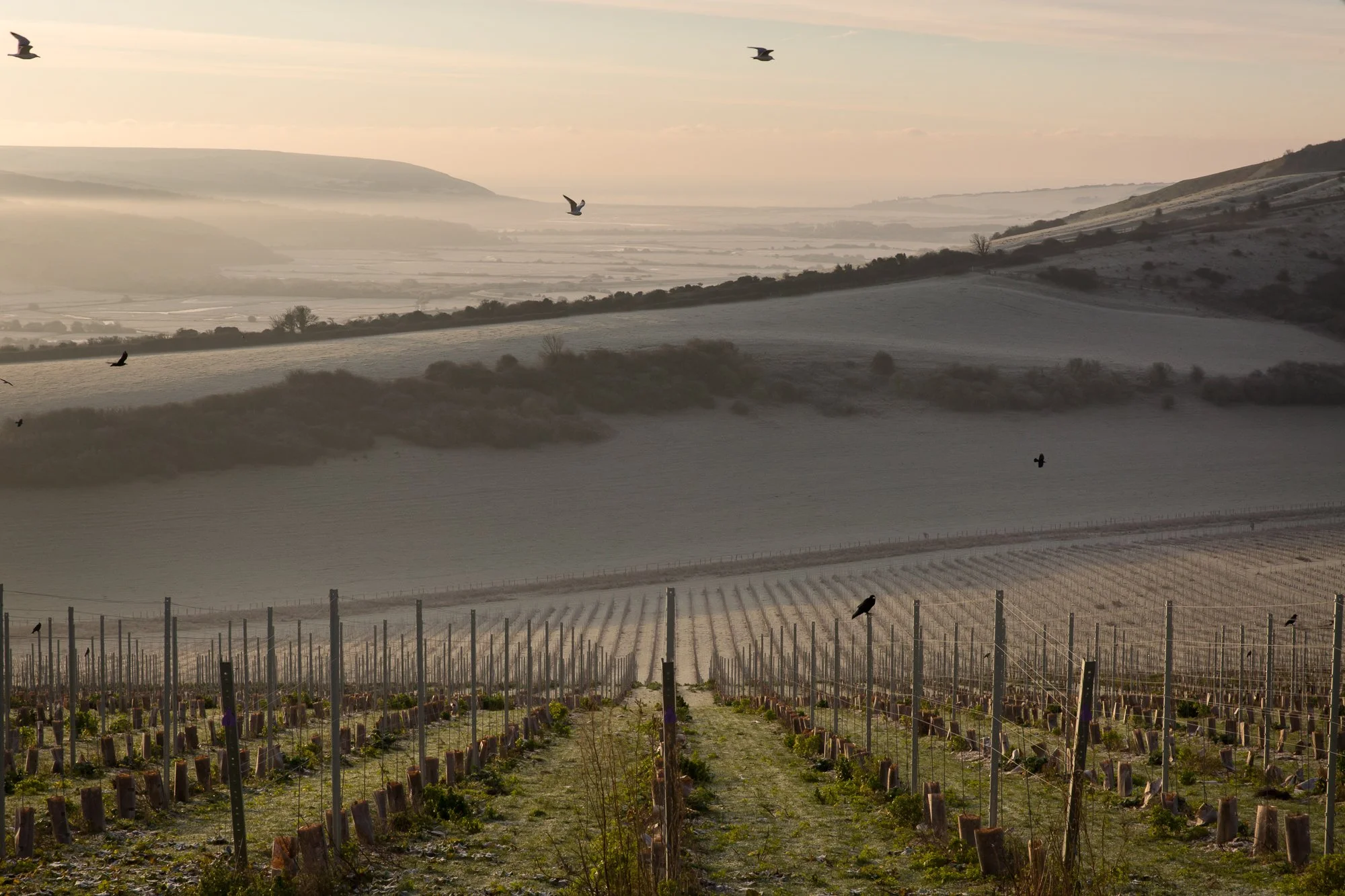 PDO status granted for Sussex wine - A fantastic news for Rathfinny!