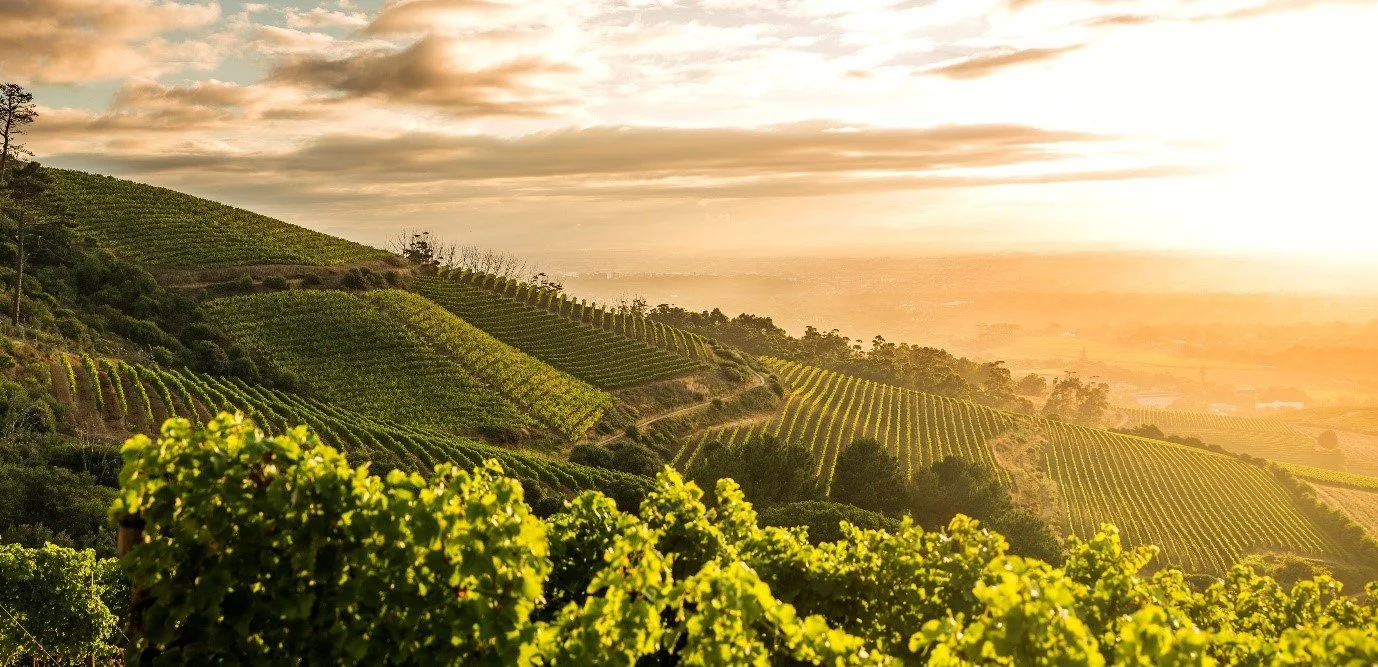 Klein Constantia Estate Unveils Strategic Expansion into APAC Markets with Prestigious Wine Import and Distribution Partnerships