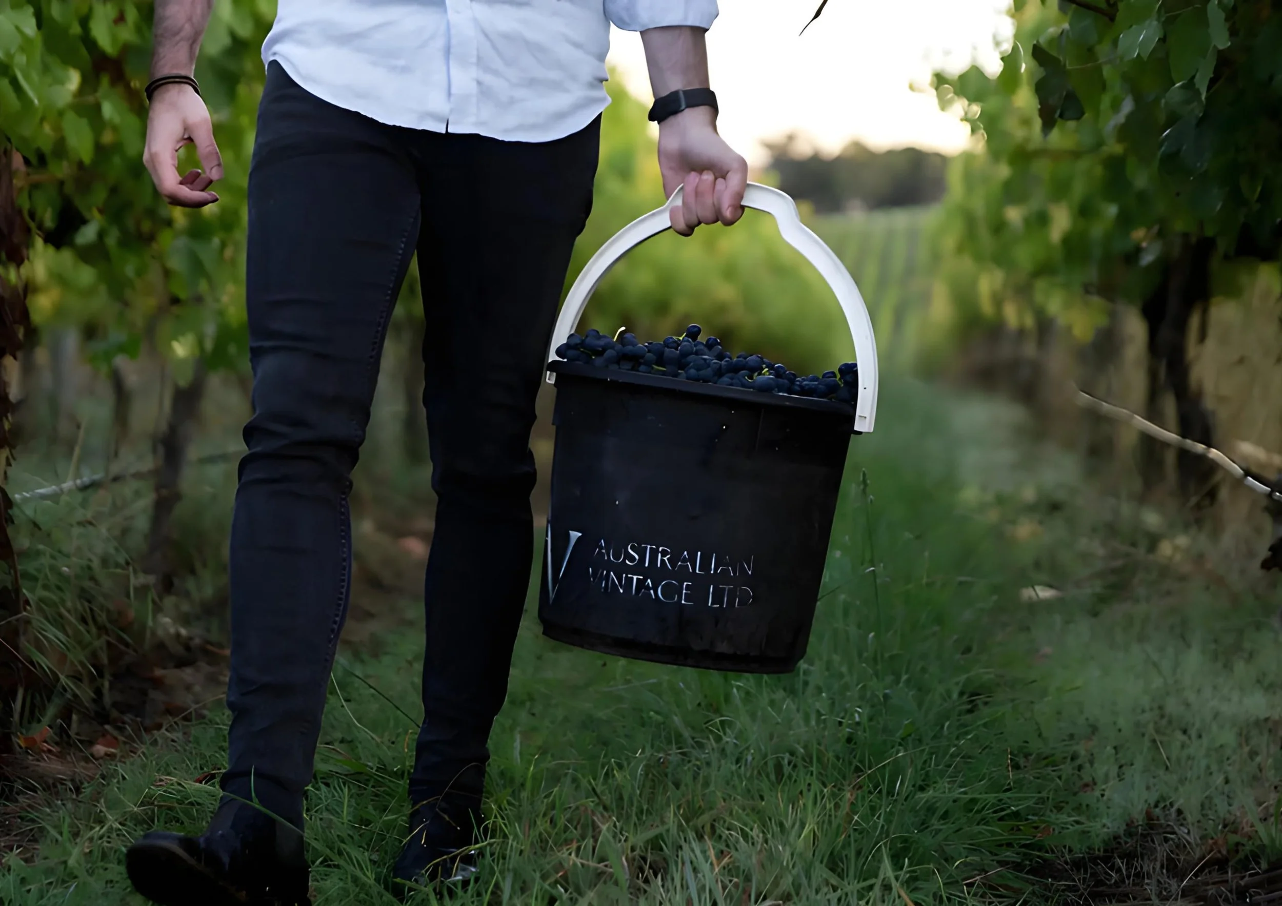Australian Vintage engages Nimbility to optimize Asia
