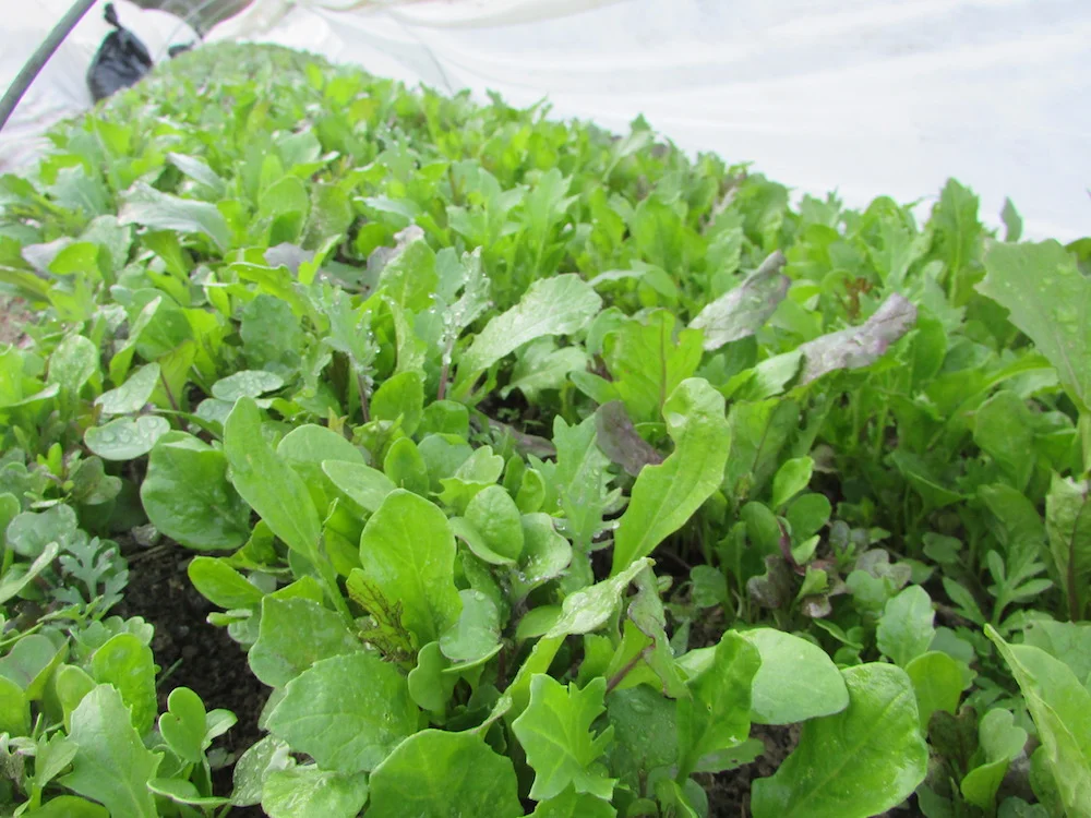 Mesclun Mix.jpg