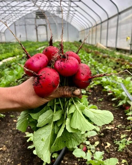 radish.jpeg