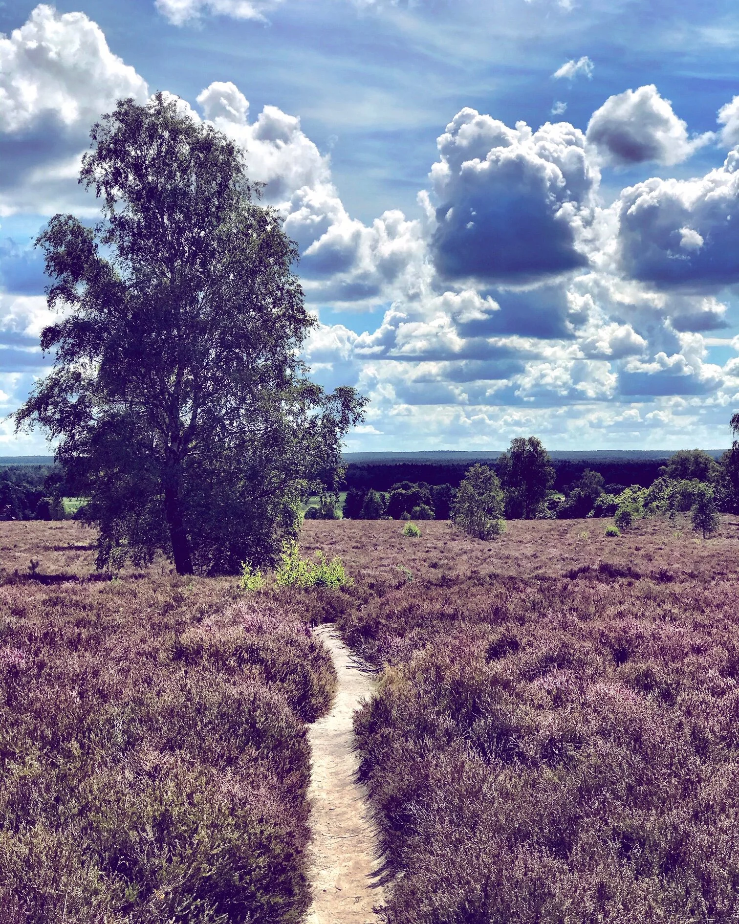 Lueneburg Heath: In the Back of Beyond