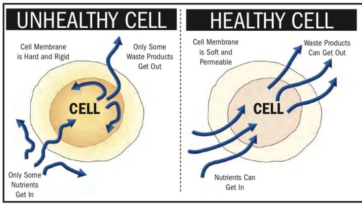 cell3.jpg