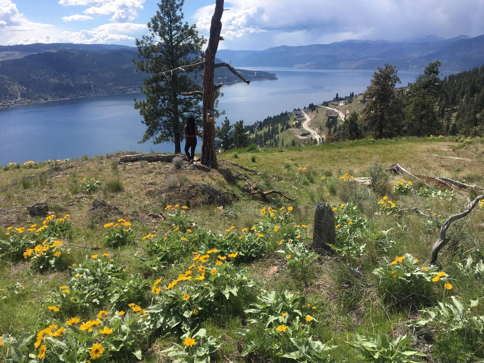 Spring flowers of the Okanagan Valley