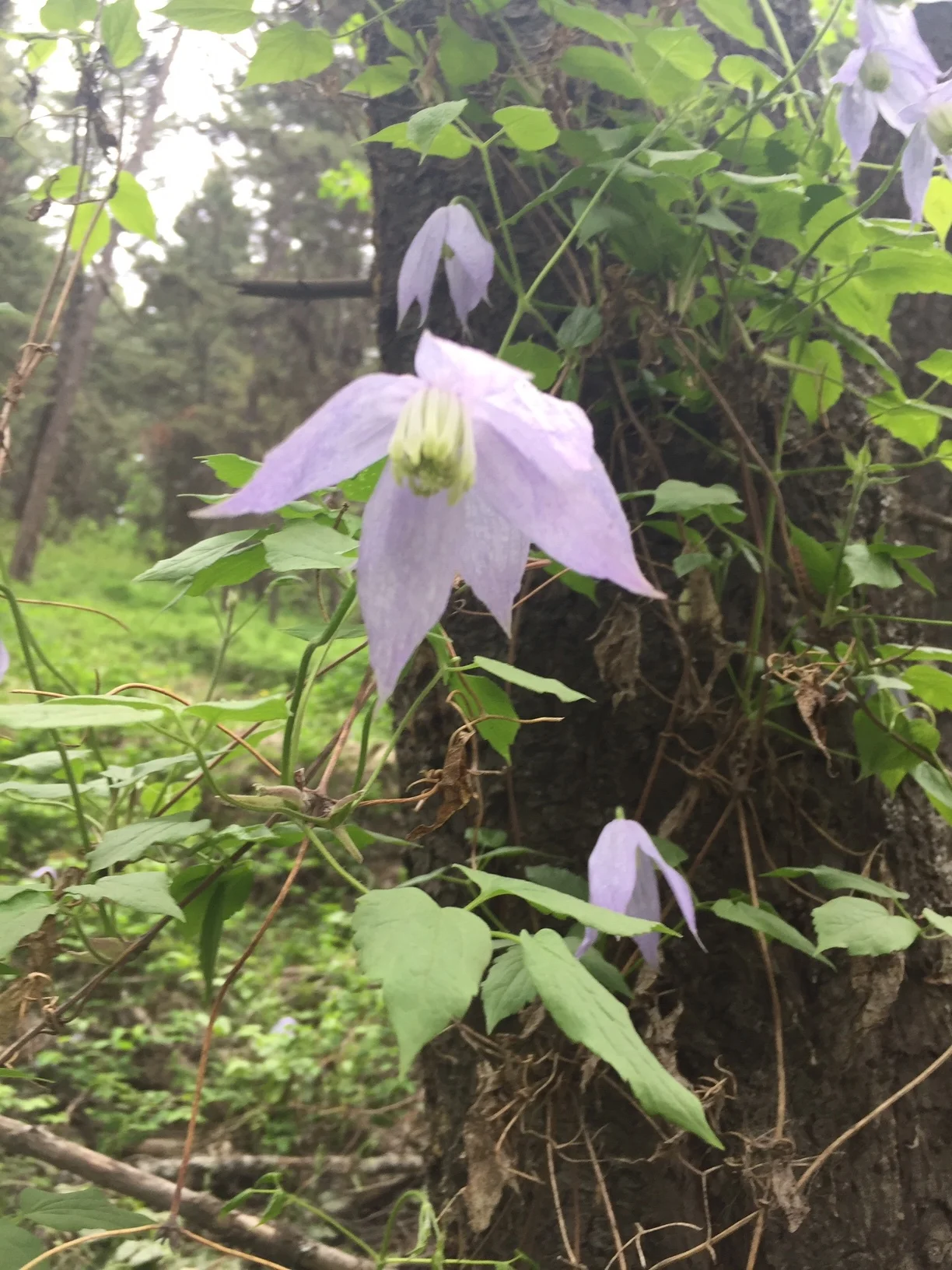 Wild Clematis vine in the Okanagan Valley, British Columbia