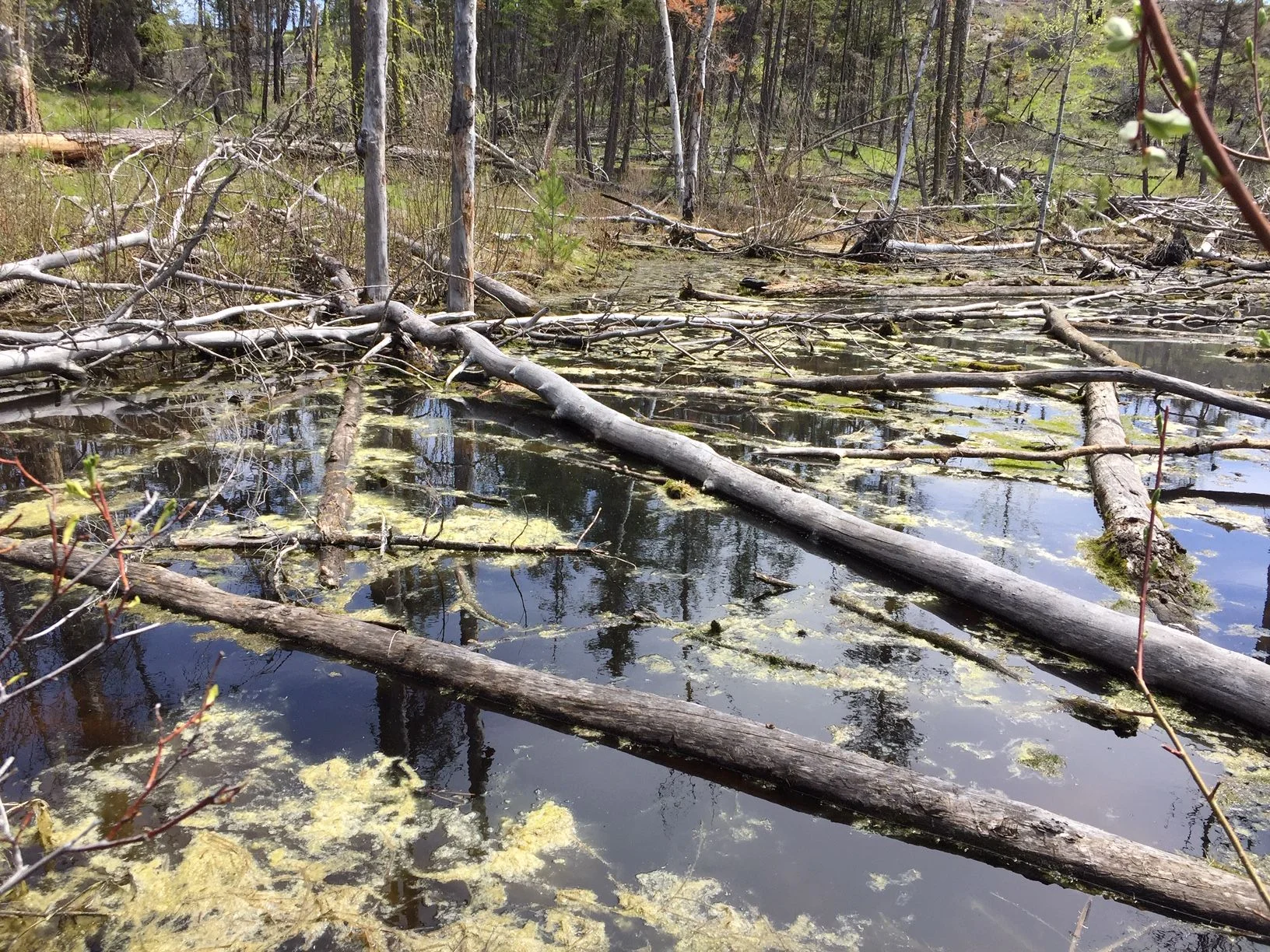 A swamp on McDougall Rim Trail, West Kelowna, British Columbia