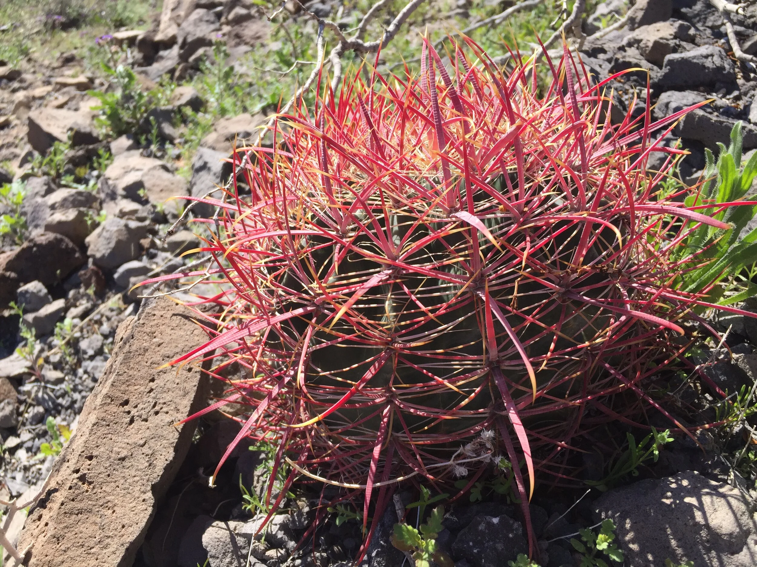 a cactus in the desert of Lake Havasu